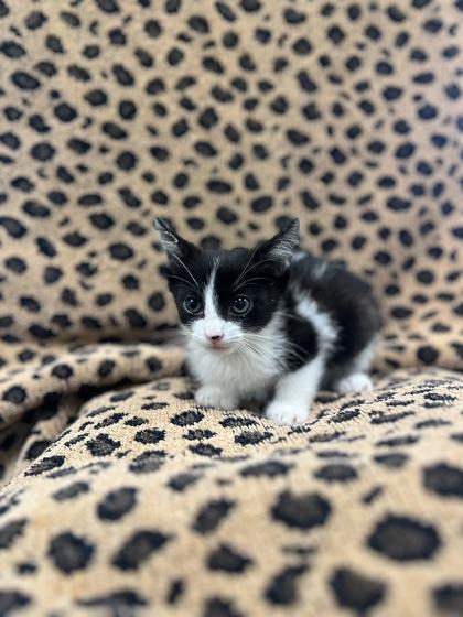 Enlarge Basil, a Adoptable mixed breed in Longview, TX image 1/2