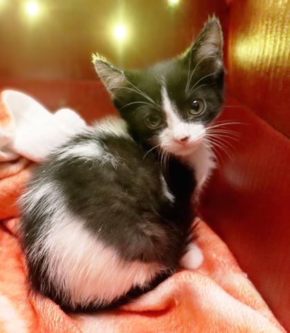 Enlarge Basil, a Adoptable mixed breed in Longview, TX image 2/2