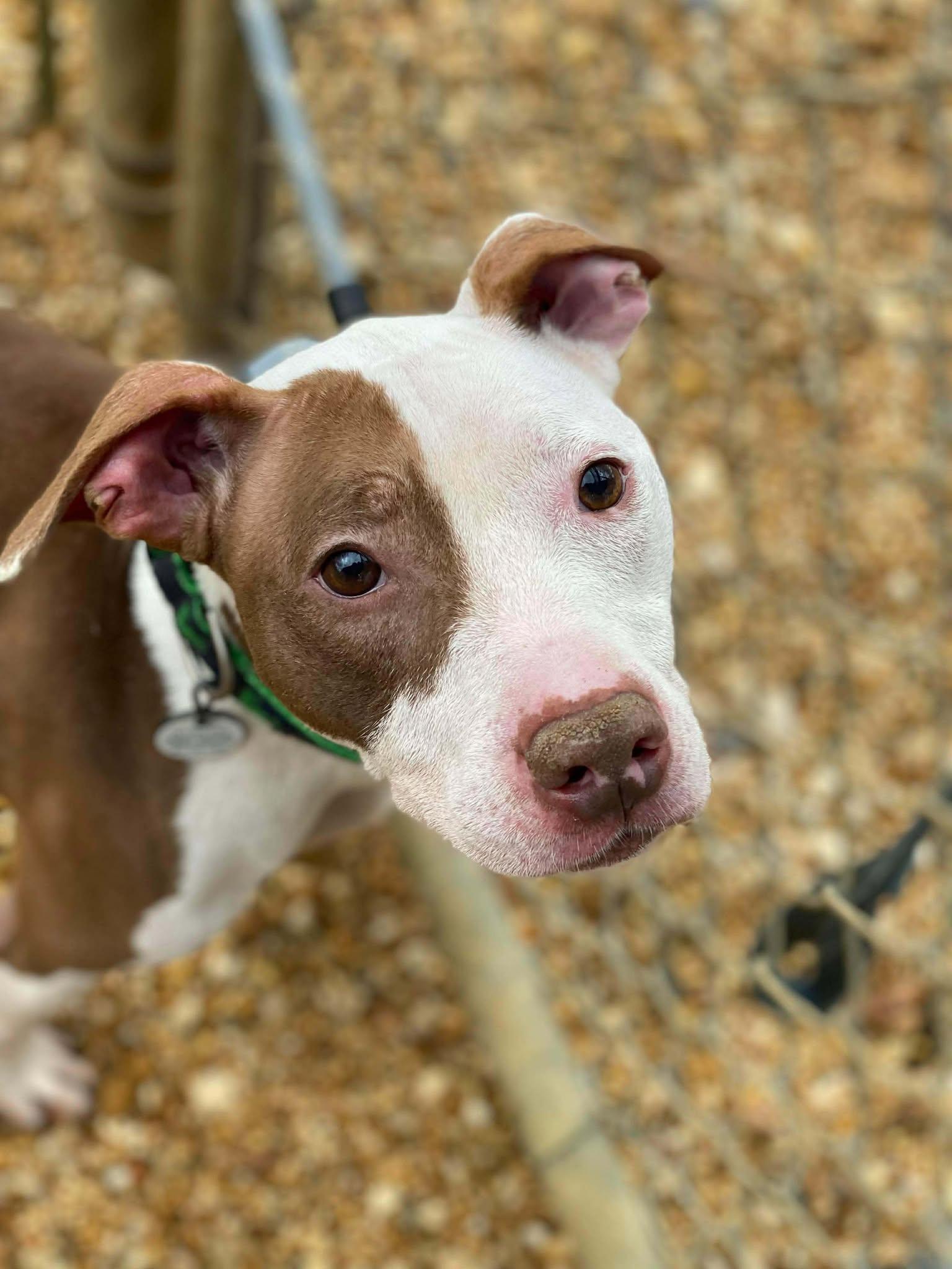 Rudy, Adopted, Young Male Pit Bull Terrier.