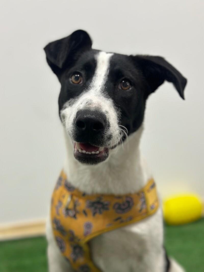 Gretel-One of our Amazing Rescue Dogs, adopted, Young Female Border Collie & Labrador Retriever.