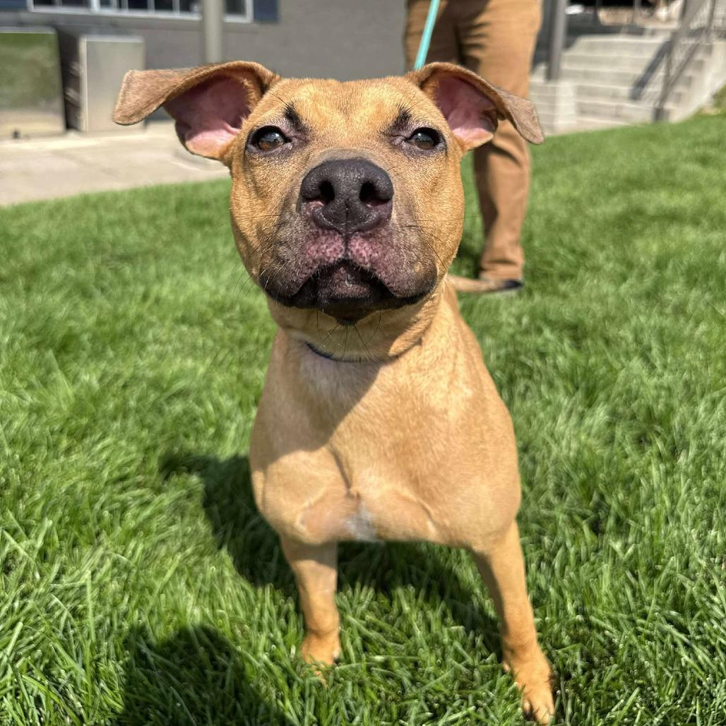 Becky, a Adoptable Mixed Breed in Bend, OR image 1/6
