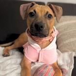 Becky, a Adoptable Mixed Breed in Bend, OR image 2/6