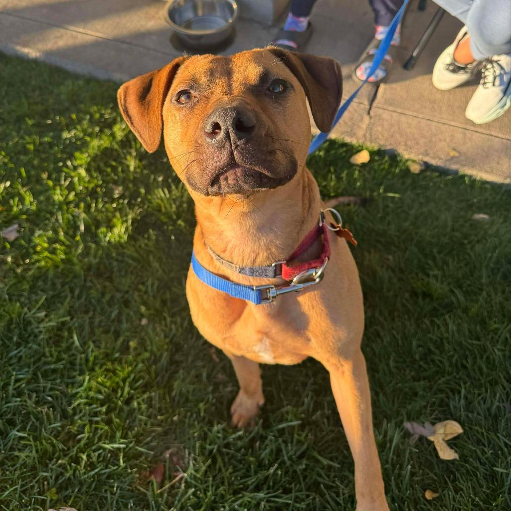 Becky, a Adoptable Mixed Breed in Bend, OR image 4/6
