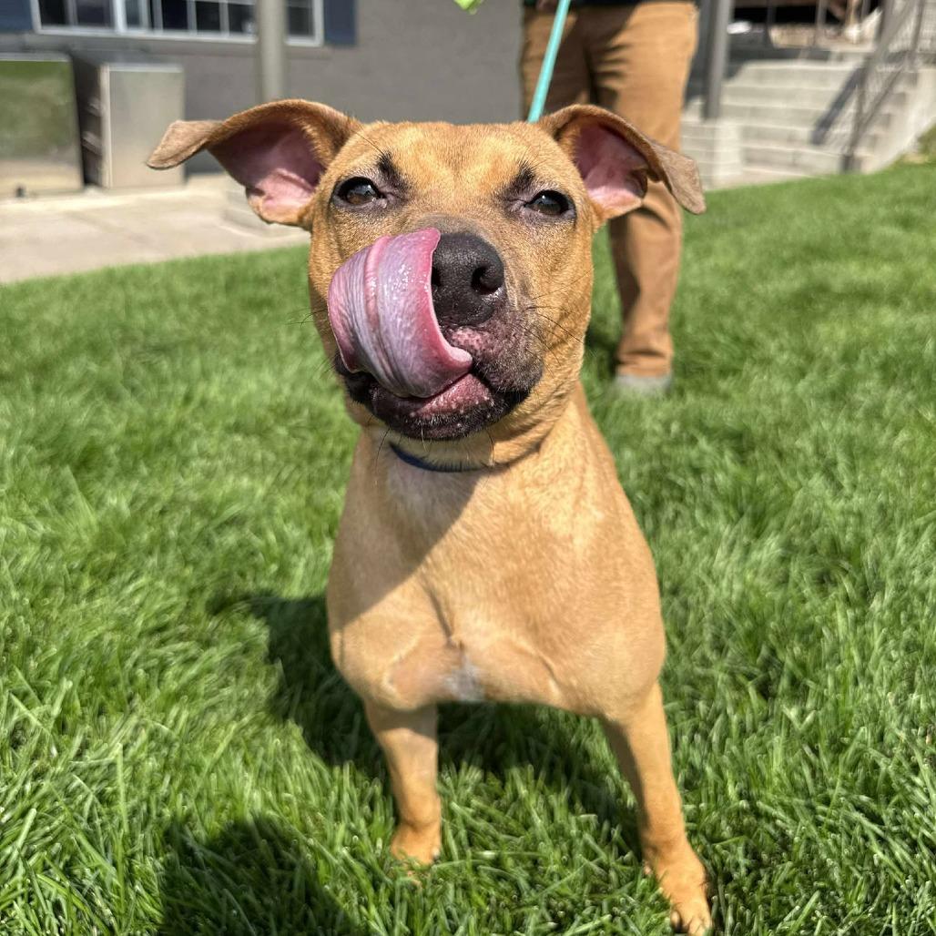 Becky, a Adoptable Mixed Breed in Bend, OR image 5/6