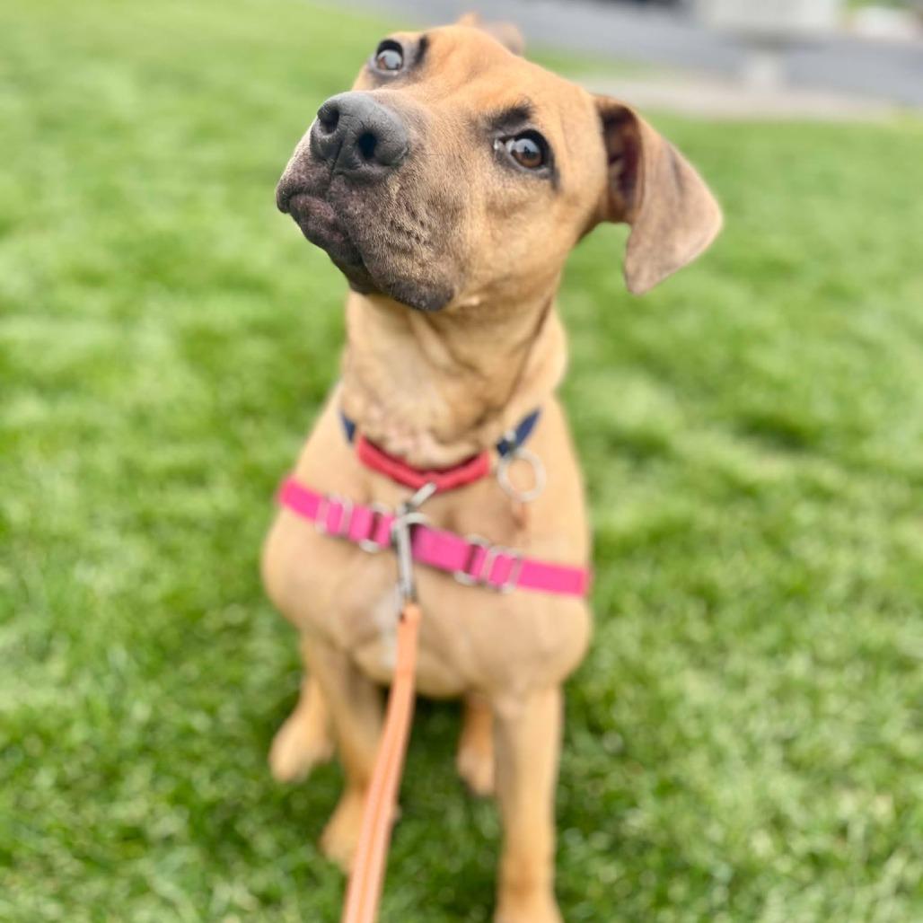 Becky, a Adoptable Mixed Breed in Bend, OR image 6/6
