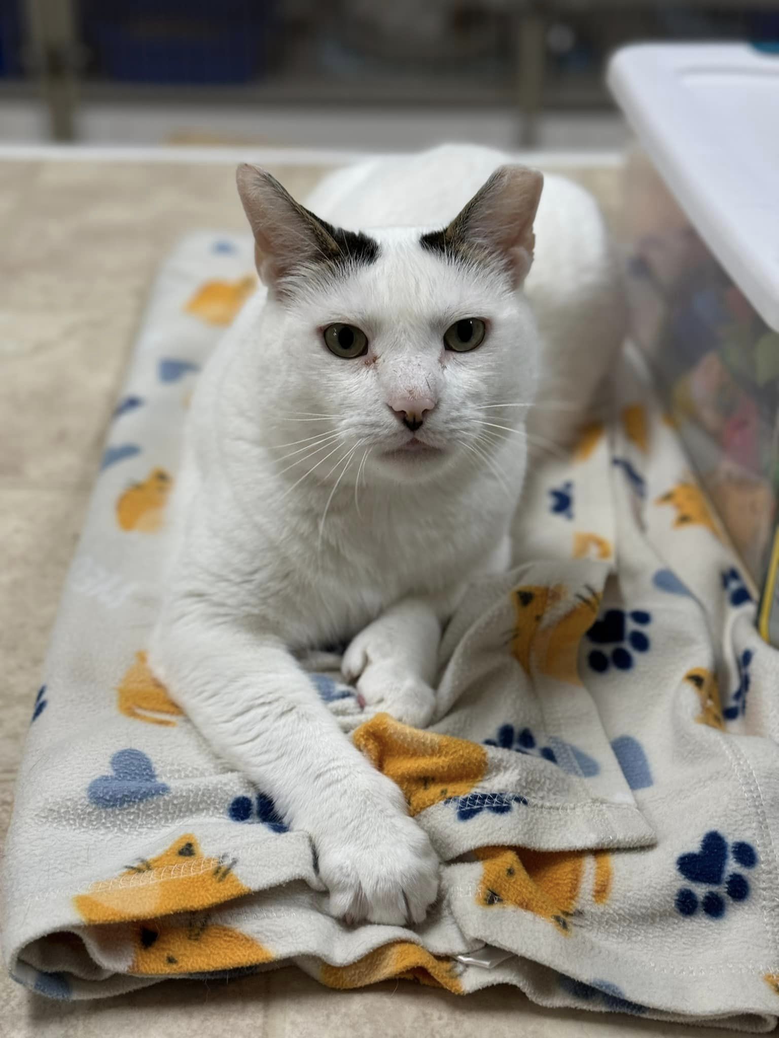 Duncan, Adoptable, Adult Male American Shorthair.