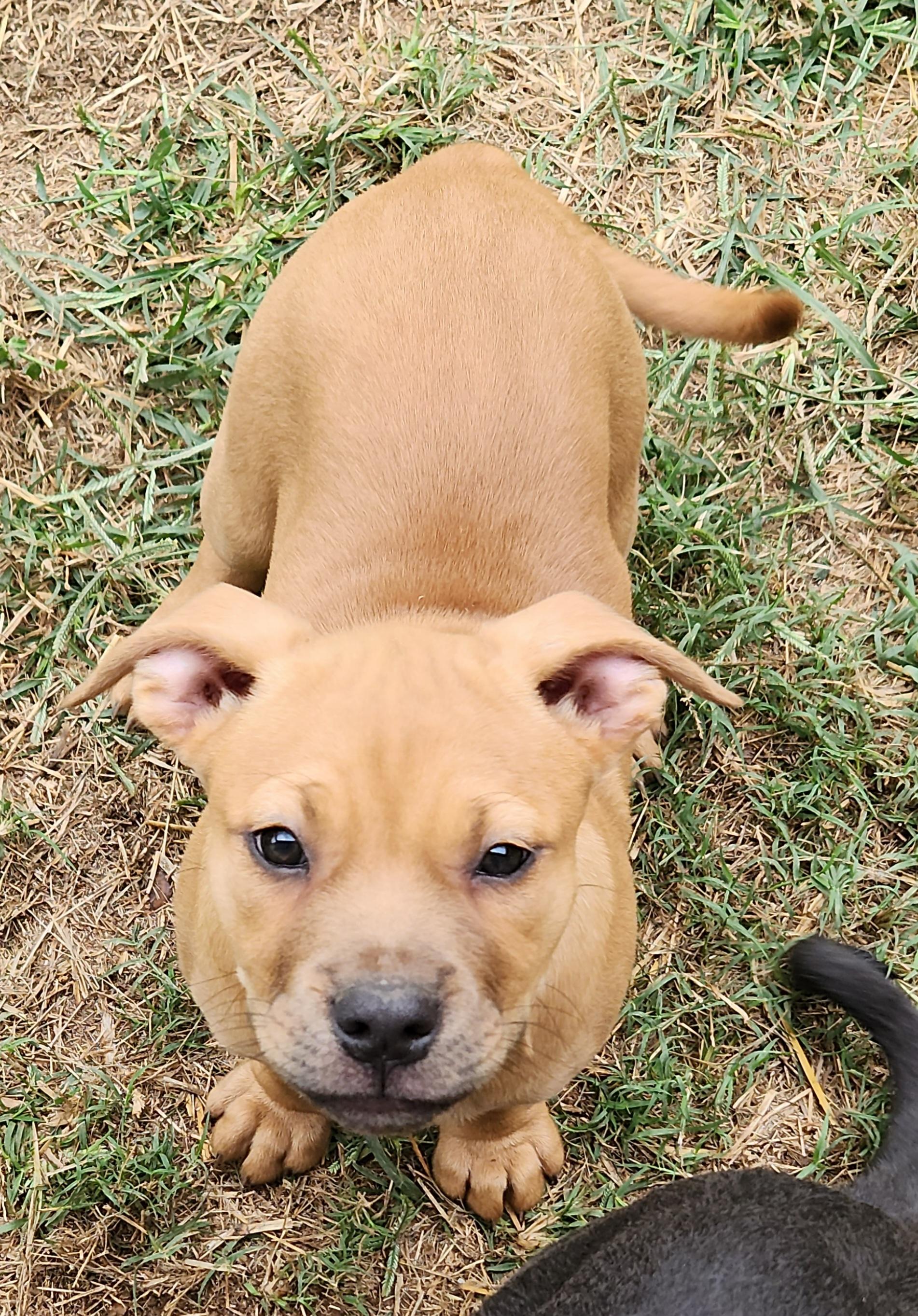 Enlarge Winnie, a Adopted mixed breed in Flintstone, GA image 2/4