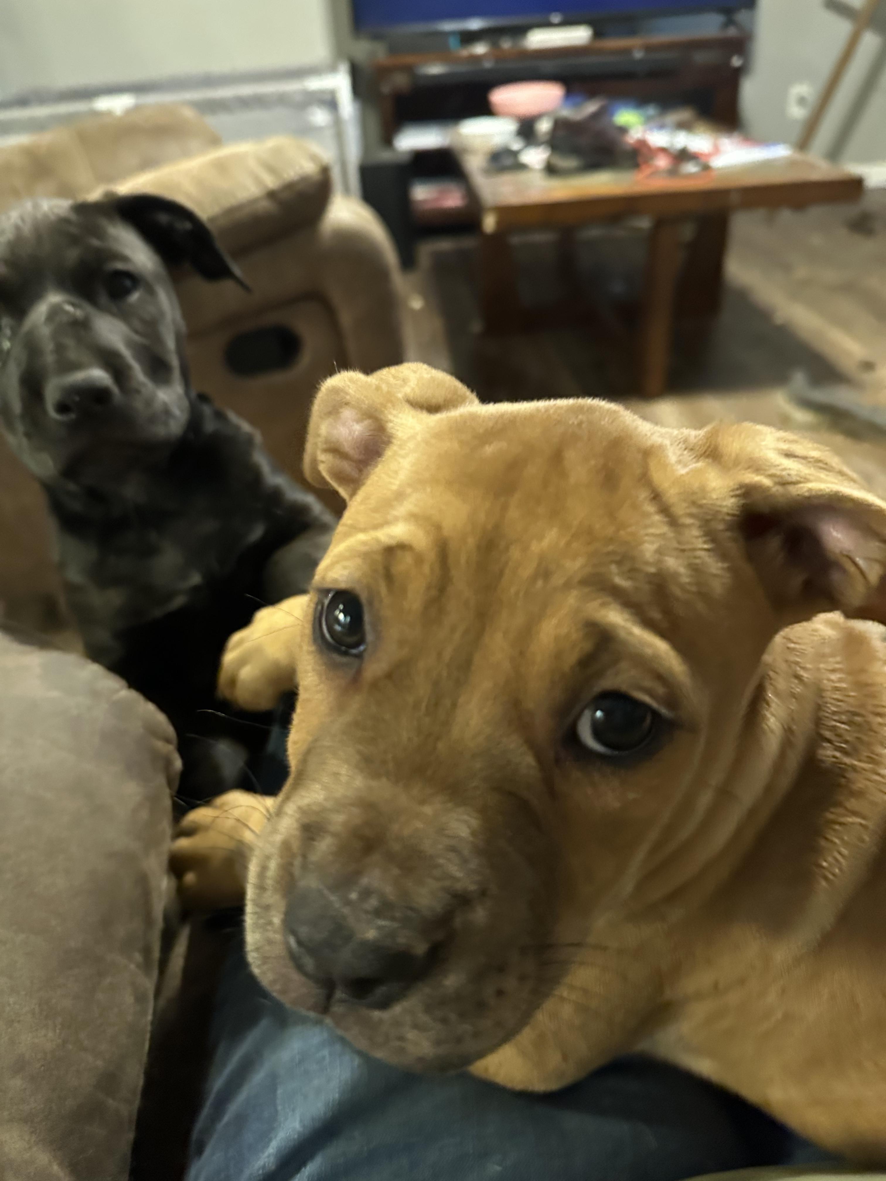 Enlarge Winnie, a Adopted mixed breed in Flintstone, GA image 3/4