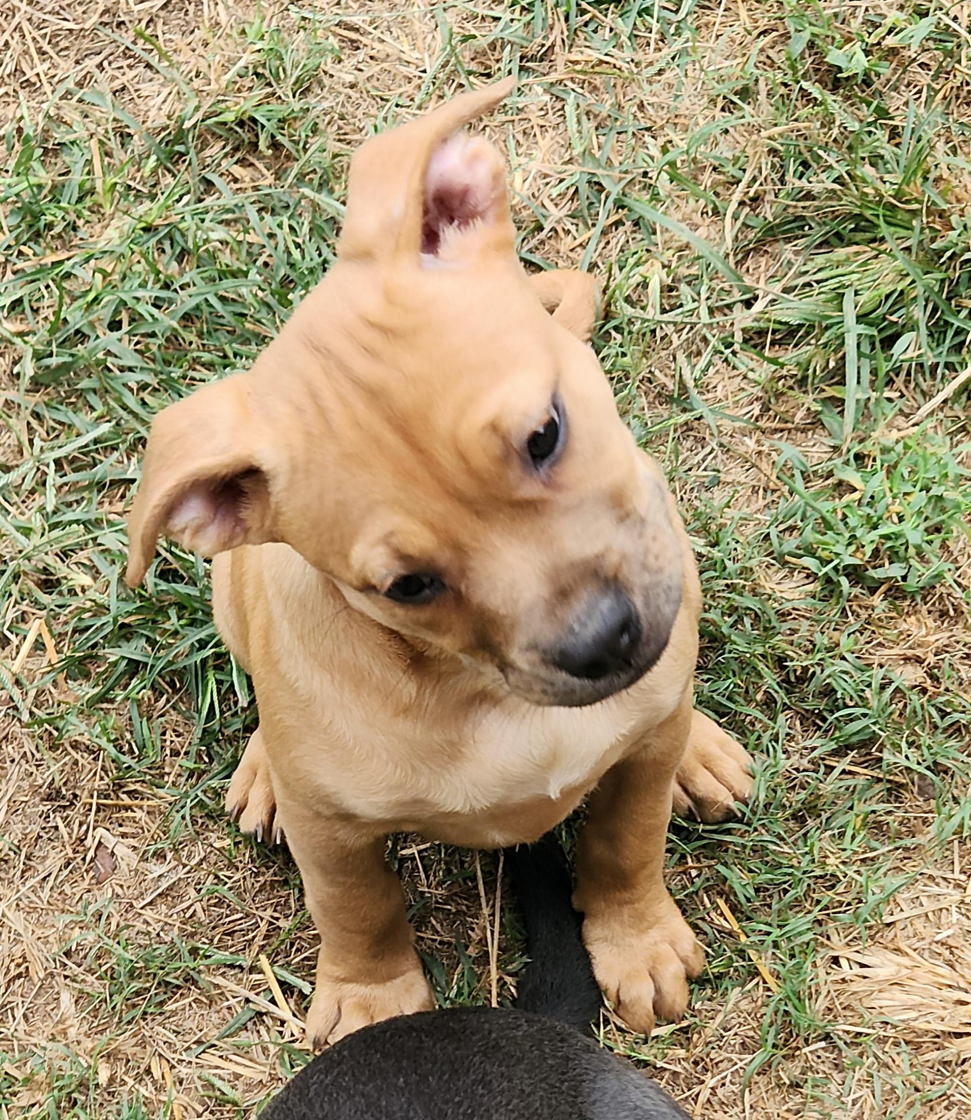 Winnie, Adopted, Puppy Female Staffordshire Bull Terrier & Mixed Breed.