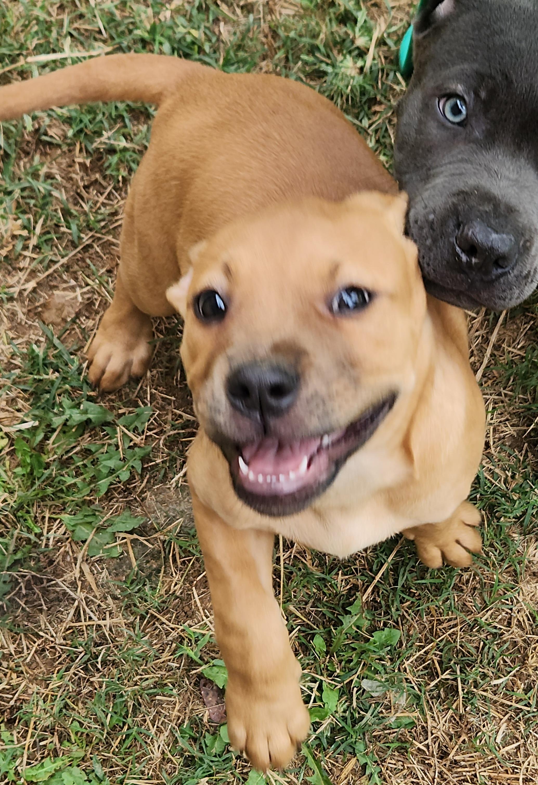 Enlarge Winnie, a Adopted mixed breed in Flintstone, GA image 4/4