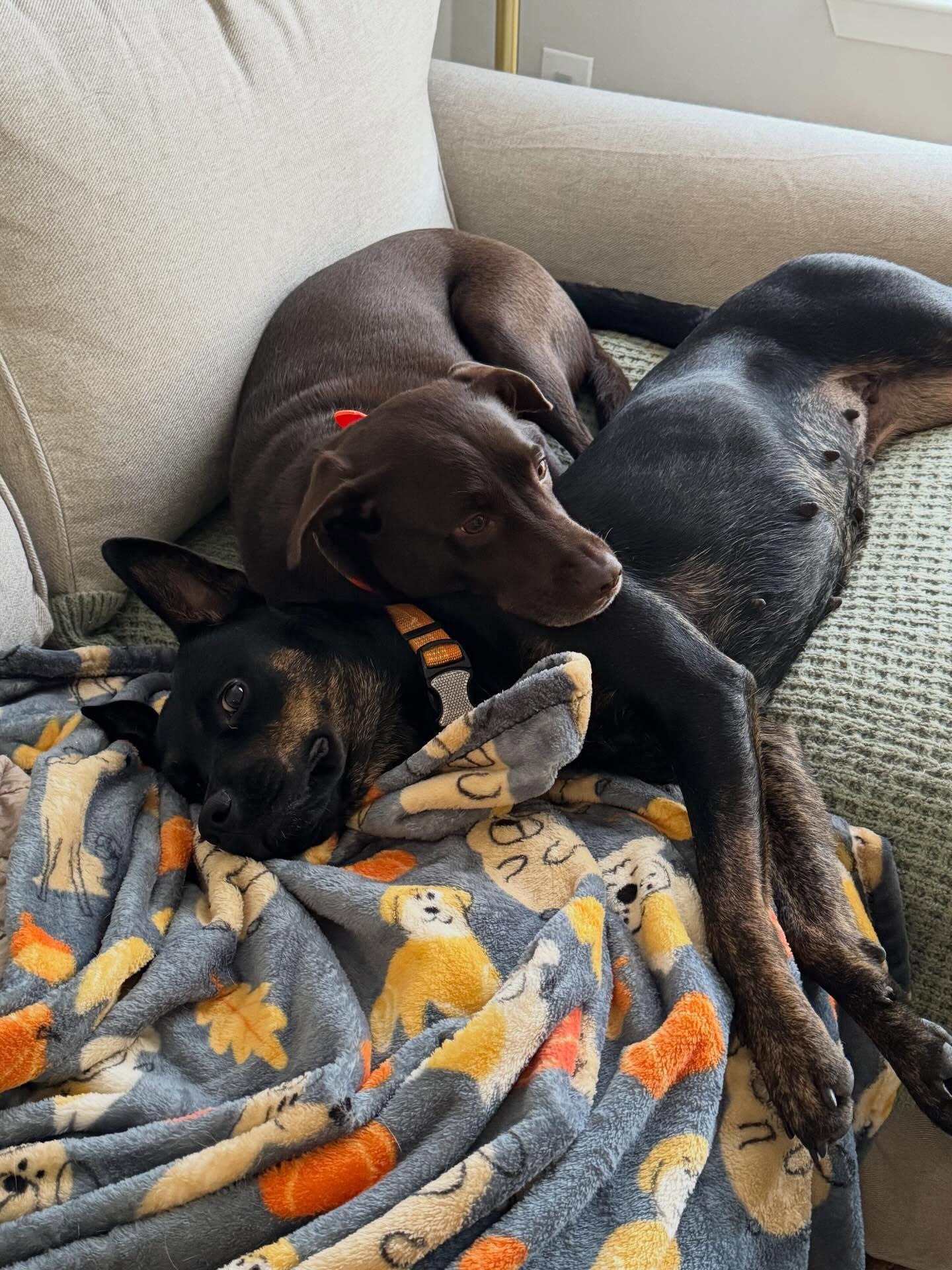 Amelia, Adoptable, Young Female Shepherd.