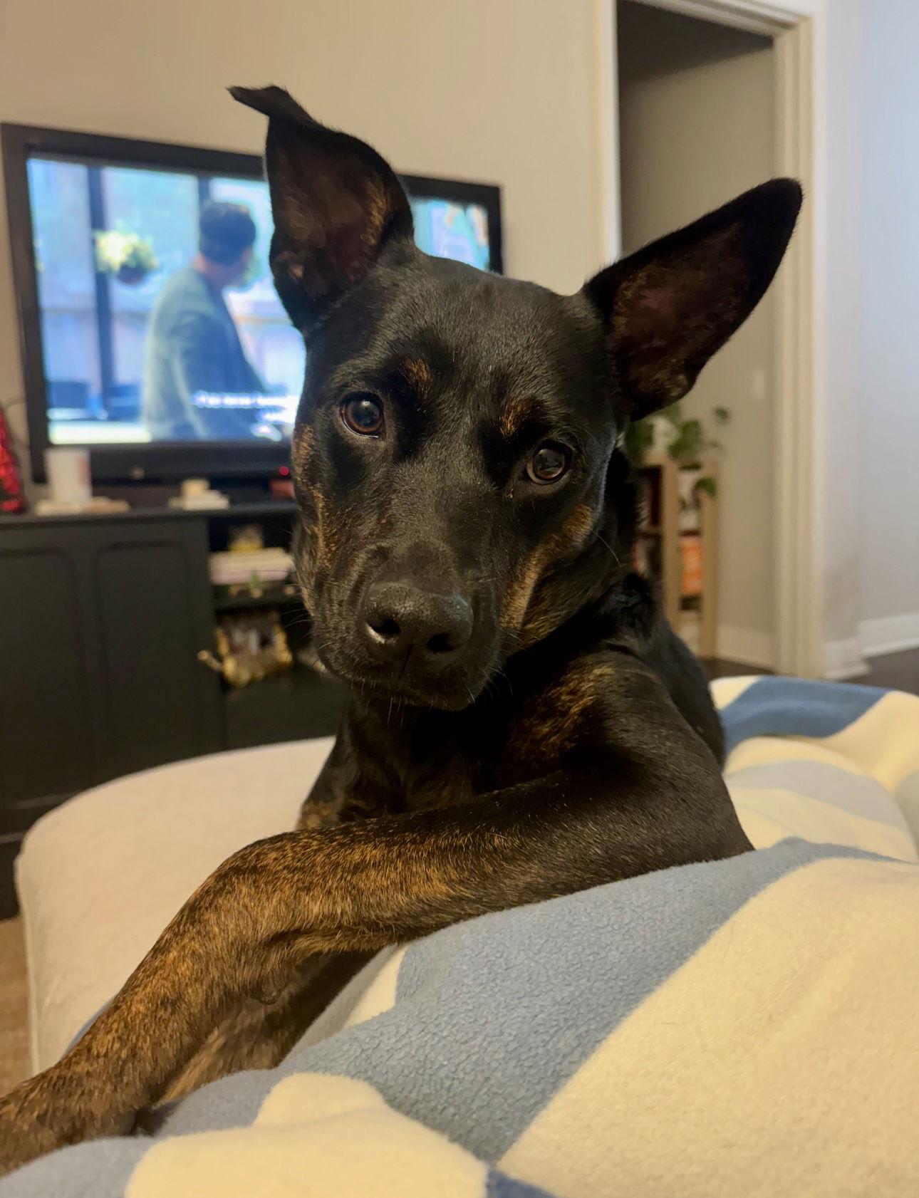 Amelia, a Adoptable Shepherd in Houston, TX image 2/3