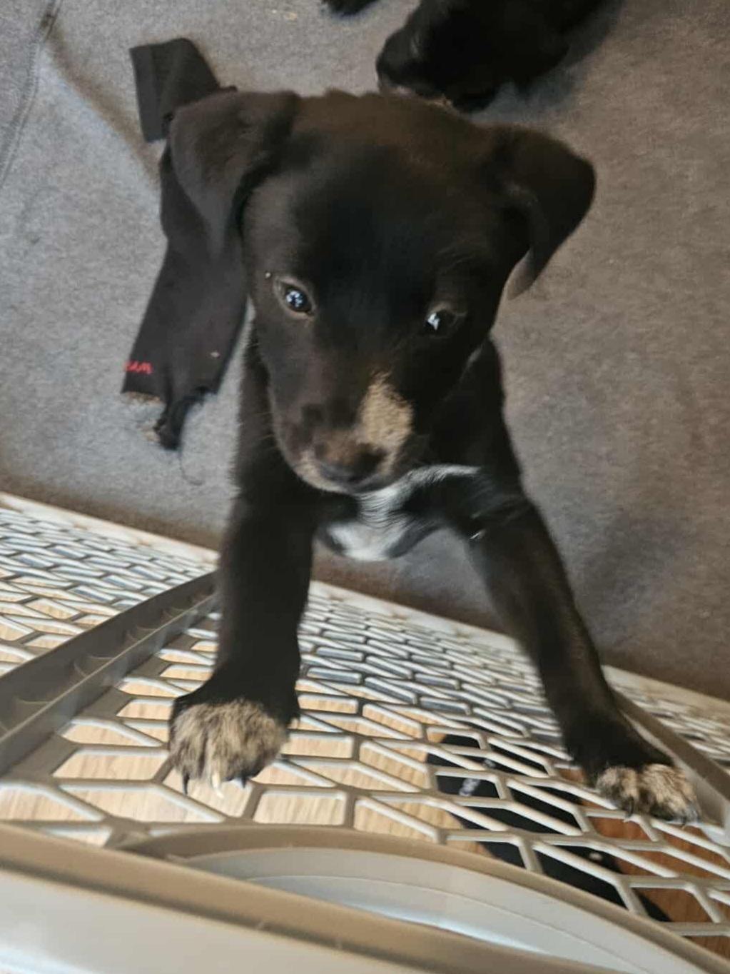 Enlarge Nicholas, a ADOPTABLE Mixed Breed in Rochester , NY image 3/6