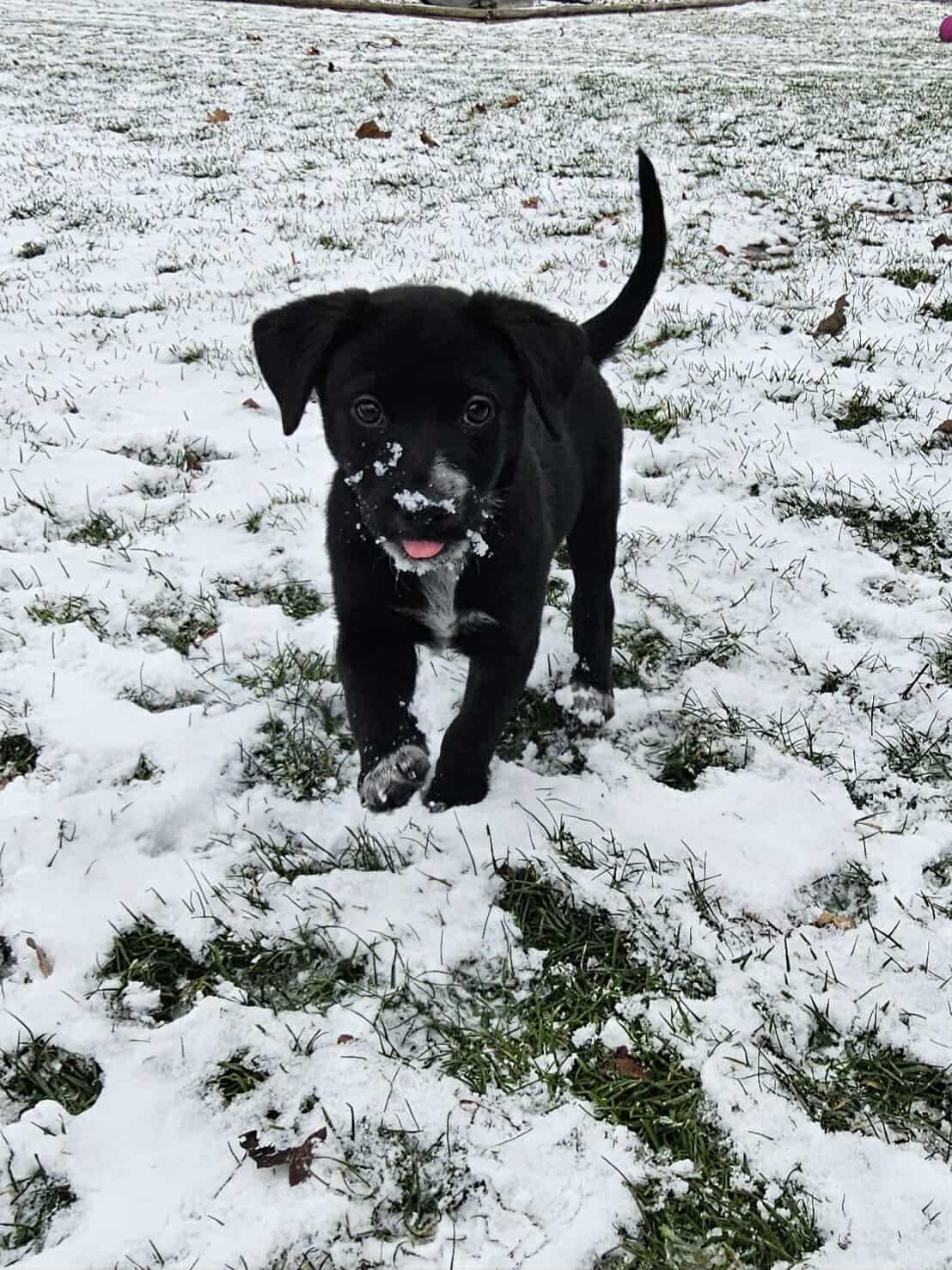 Enlarge Nicholas, a ADOPTABLE Mixed Breed in Rochester , NY image 5/6