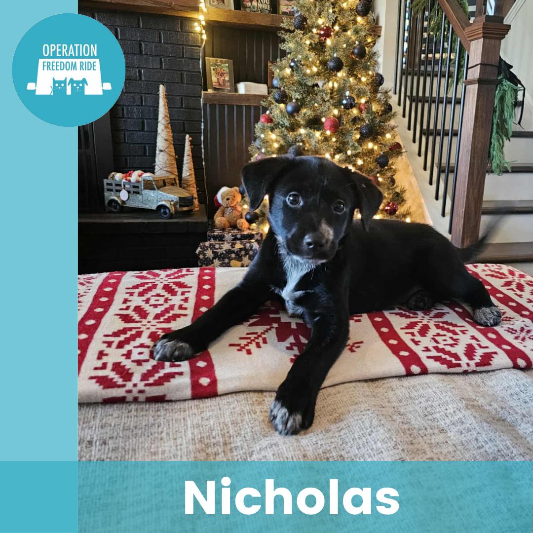 Enlarge Nicholas, a ADOPTABLE Mixed Breed in Rochester , NY image 1/6