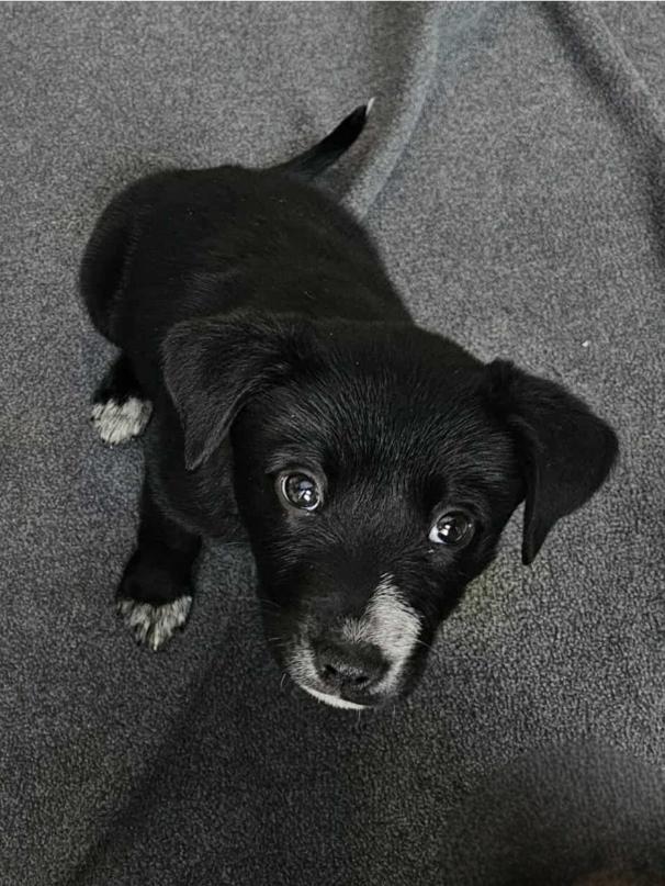 Enlarge Nicholas, a ADOPTABLE Mixed Breed in Rochester , NY image 2/6