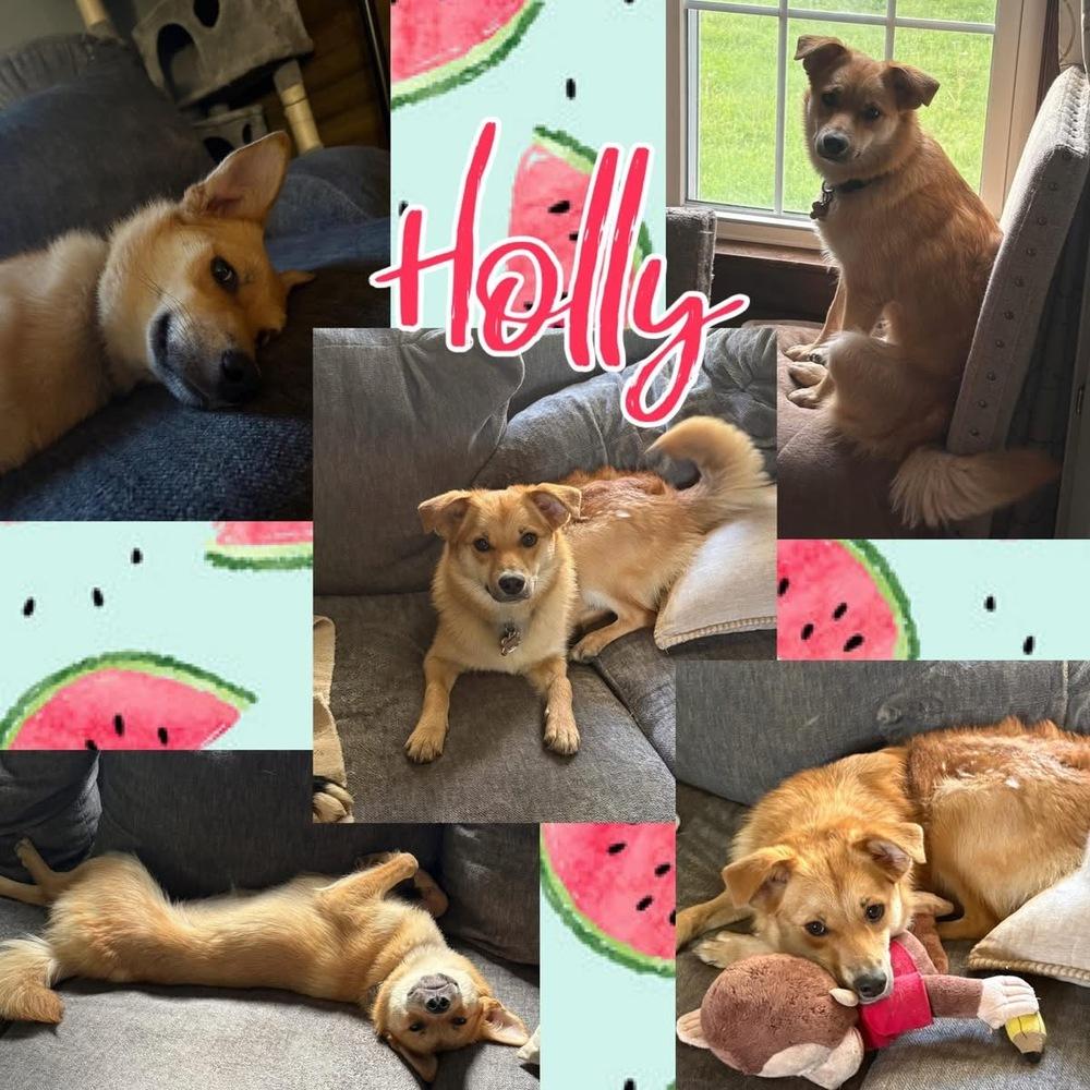 Holly, a Adoptable mixed breed in Amherst, NY image 3/6