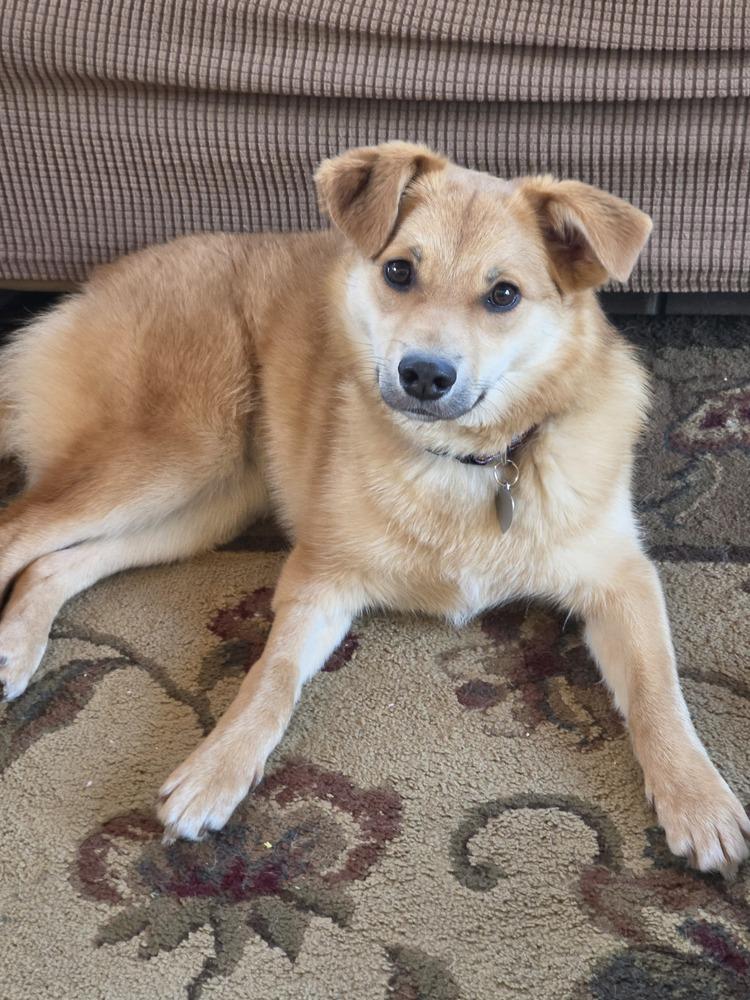 Holly, a Adoptable mixed breed in Amherst, NY image 6/6