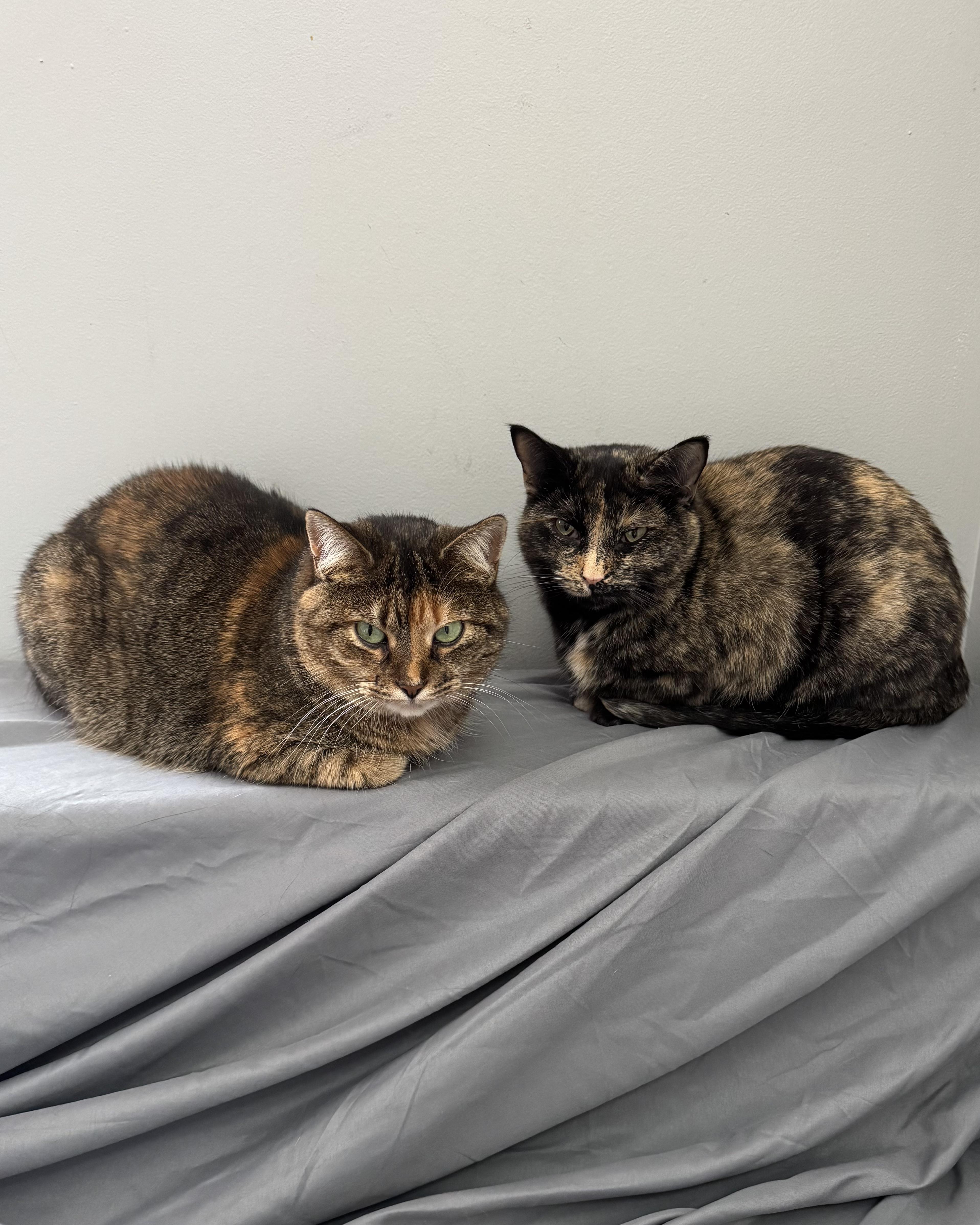 Cashew & Willow, ADOPTABLE, Adult Female Tabby.