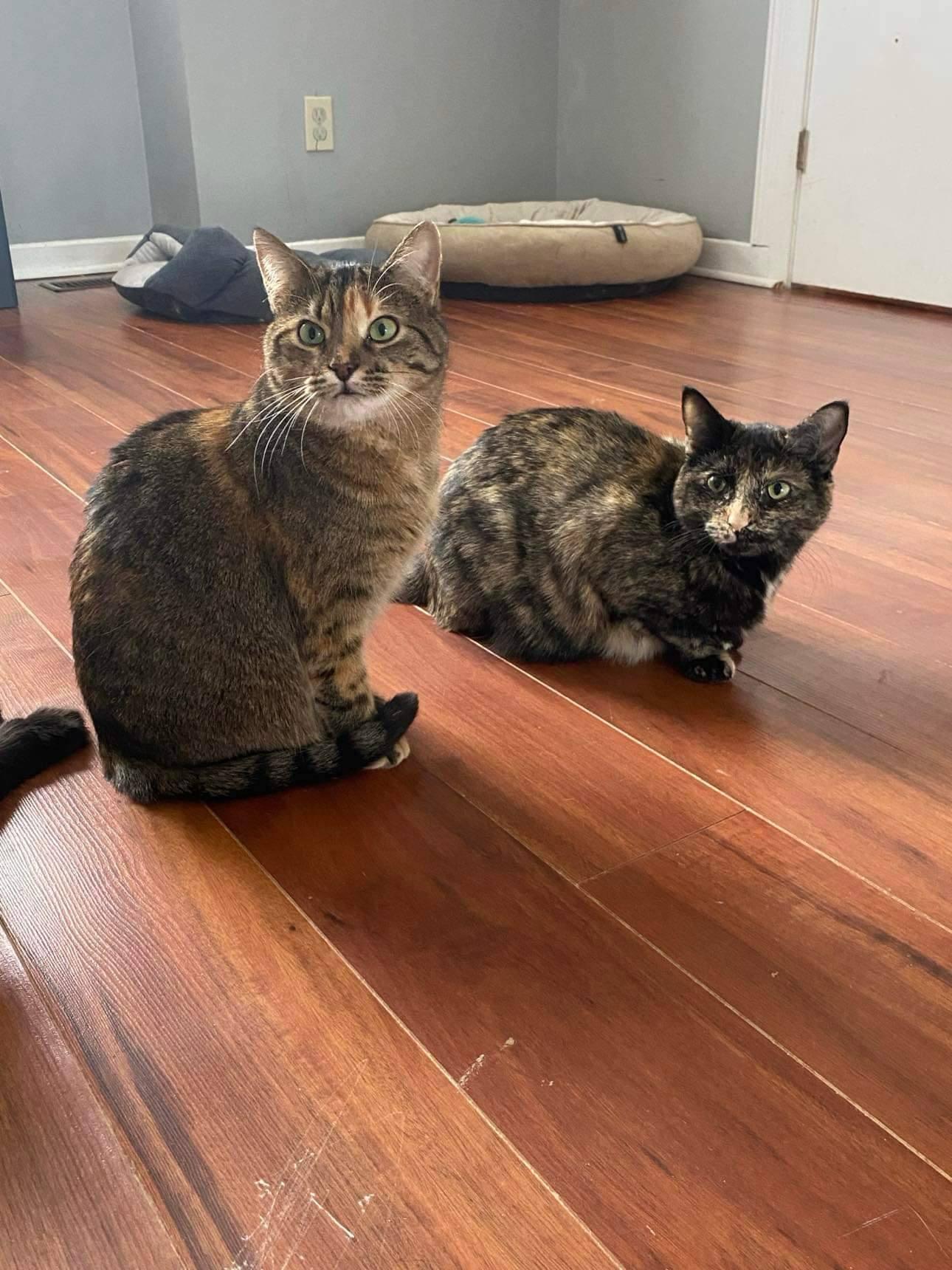 Cashew & Willow, a ADOPTABLE Tabby in Orleans, ON image 3/6
