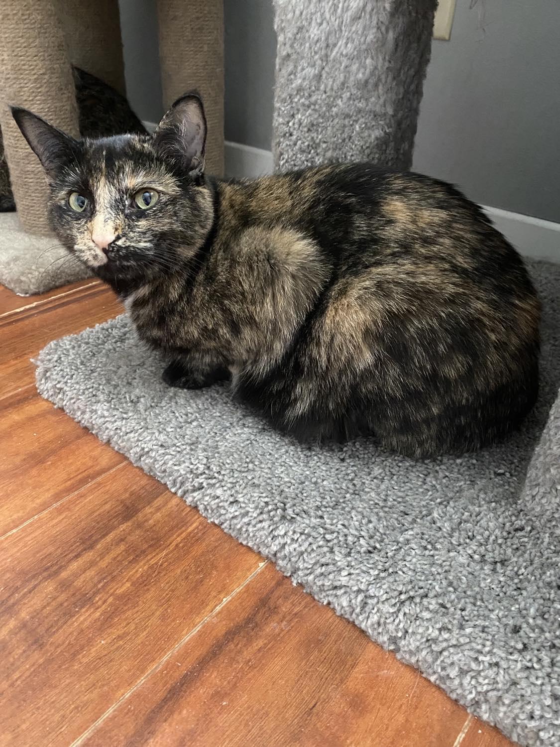 Cashew & Willow, a ADOPTABLE Tabby in Orleans, ON image 6/6