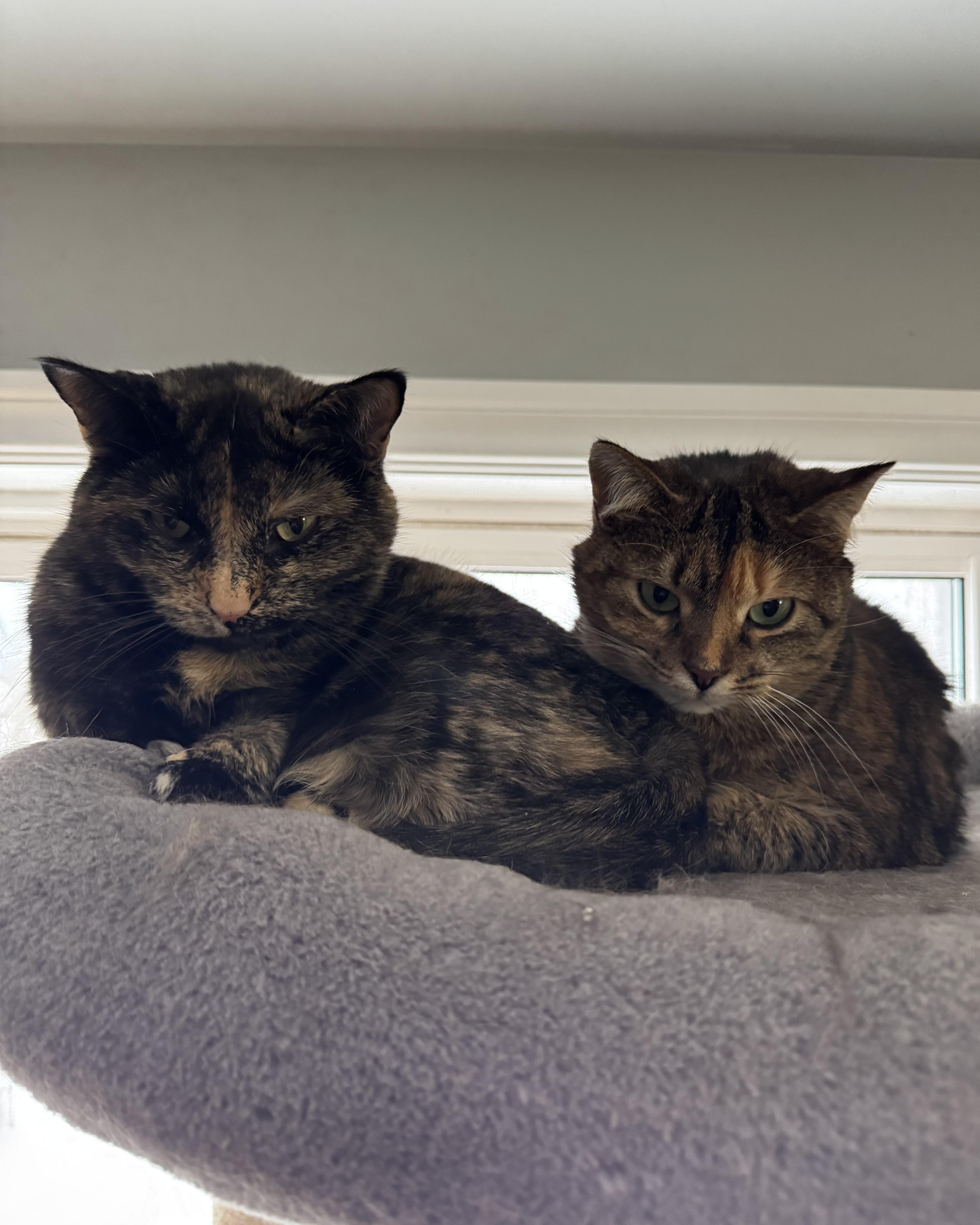 Cashew & Willow, a ADOPTABLE Tabby in Orleans, ON image 2/6