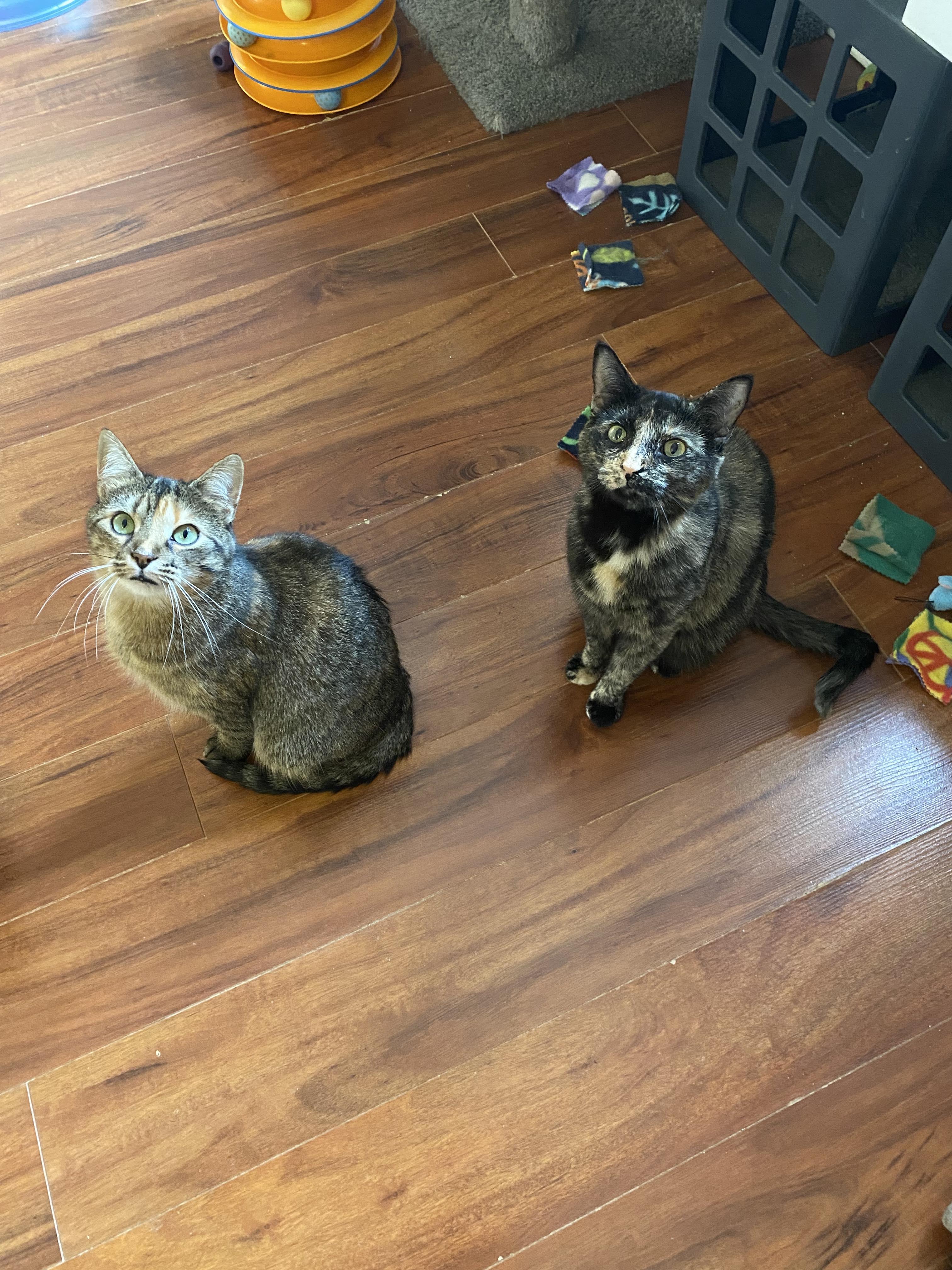 Cashew & Willow, a ADOPTABLE Tabby in Orleans, ON image 4/6