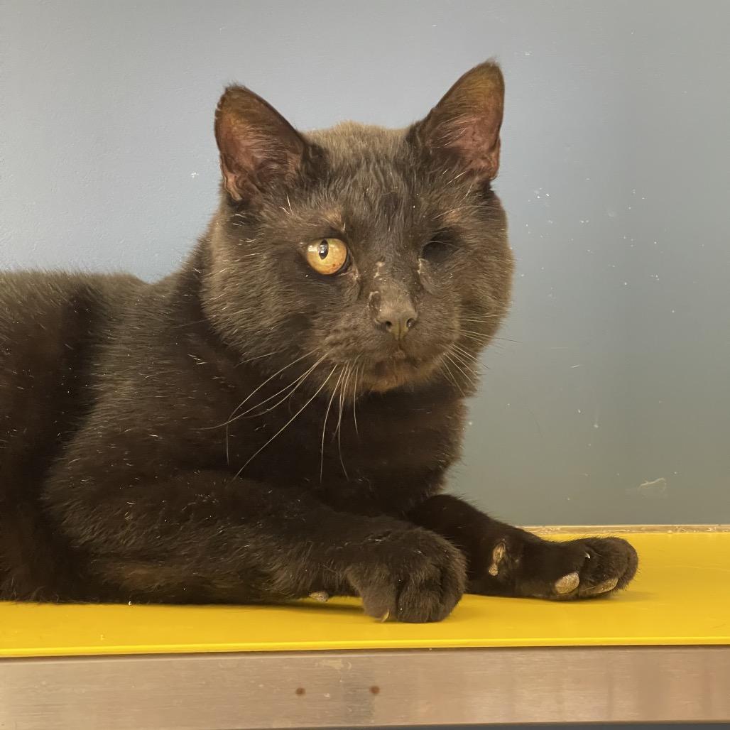 Sly Jack, Adoptable, Adult Male Domestic Short Hair.