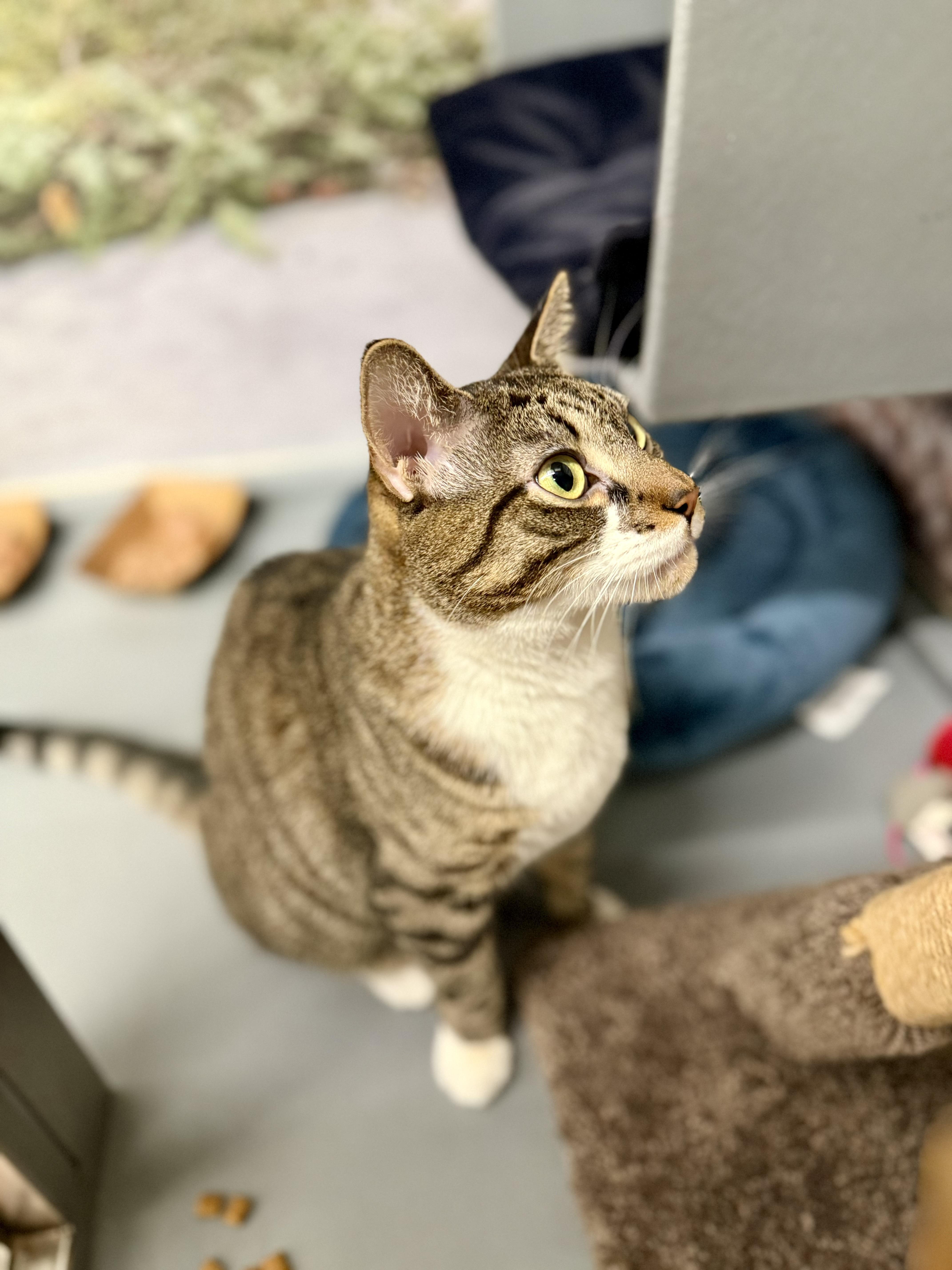 Lillian/Shirley, a Adoptable Domestic Short Hair in New York, NY image 2/6