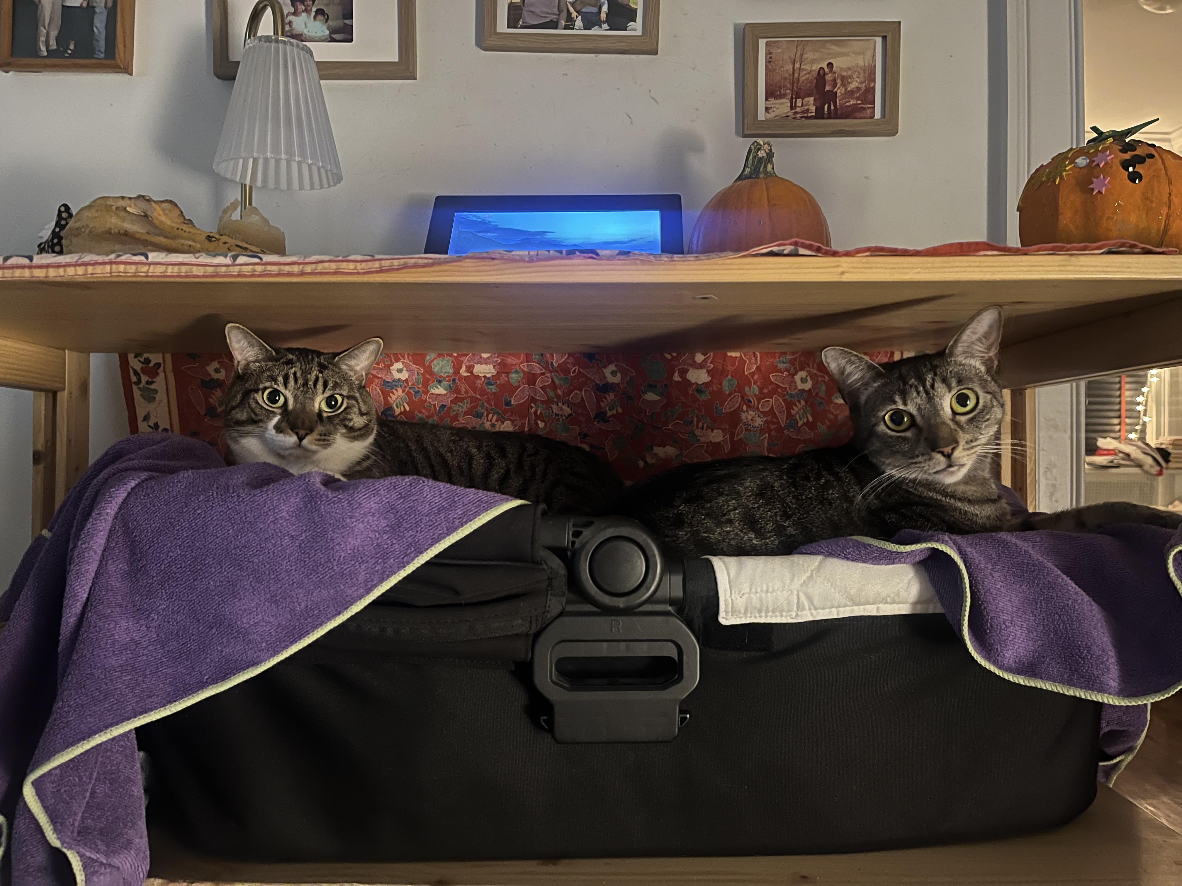 Lillian/Shirley, a Adoptable Domestic Short Hair in New York, NY image 3/6