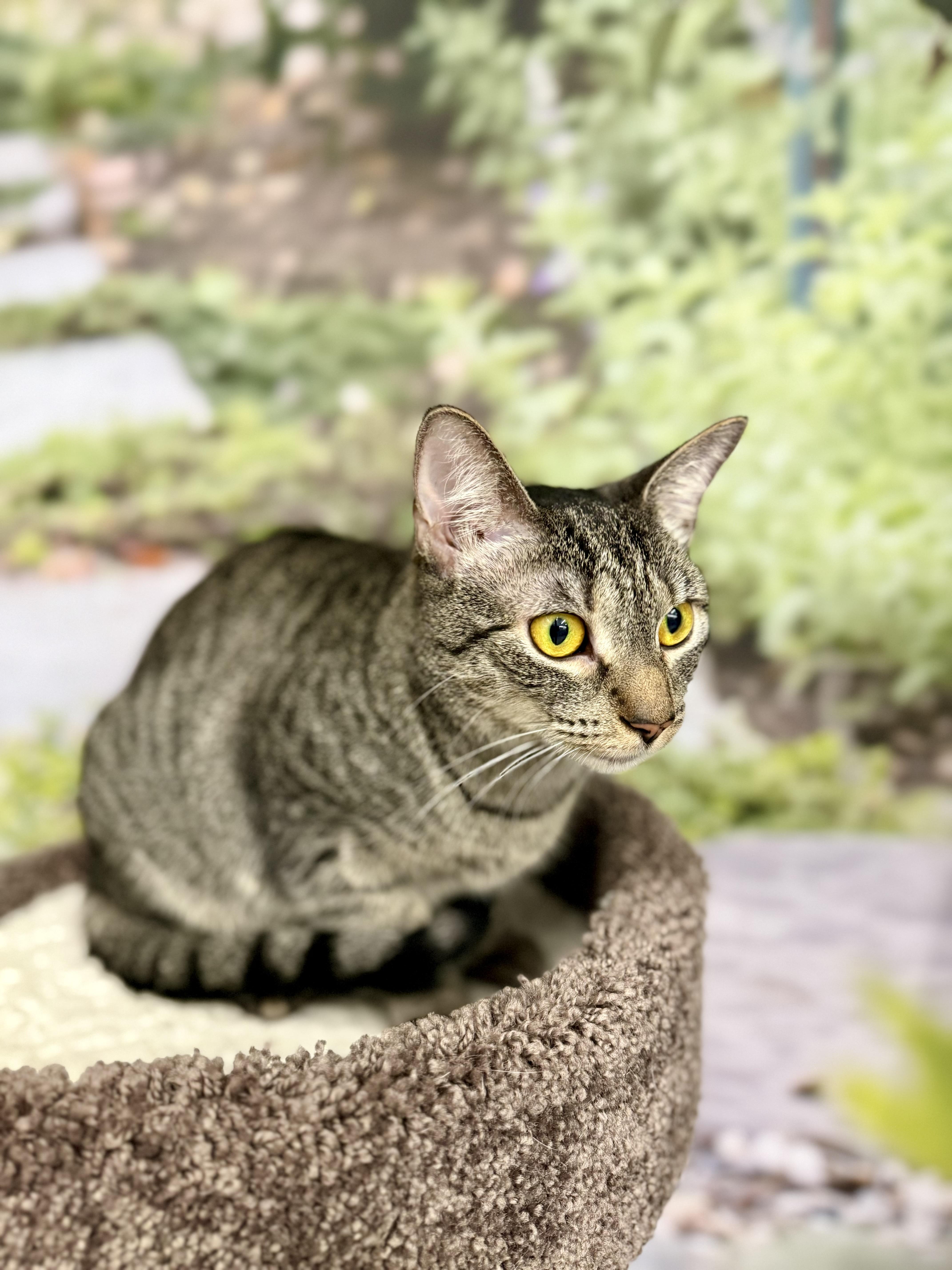 Lillian/Shirley, a Adoptable Domestic Short Hair in New York, NY image 4/6