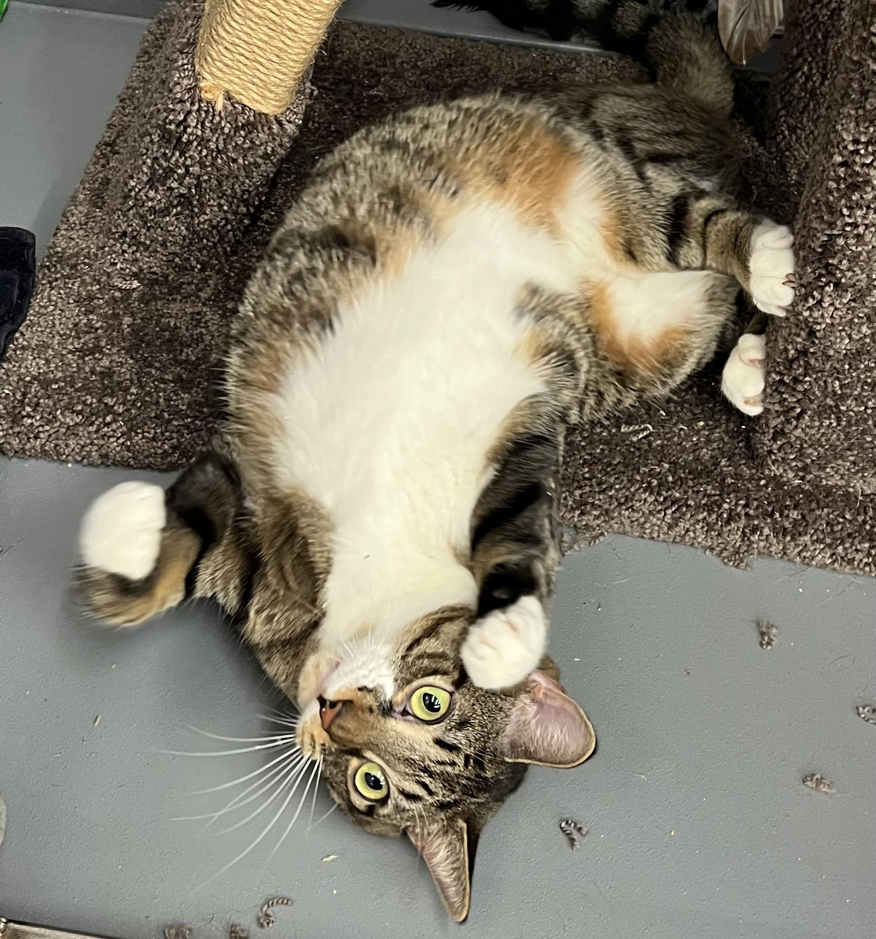 Lillian/Shirley, a Adoptable Domestic Short Hair in New York, NY image 5/6