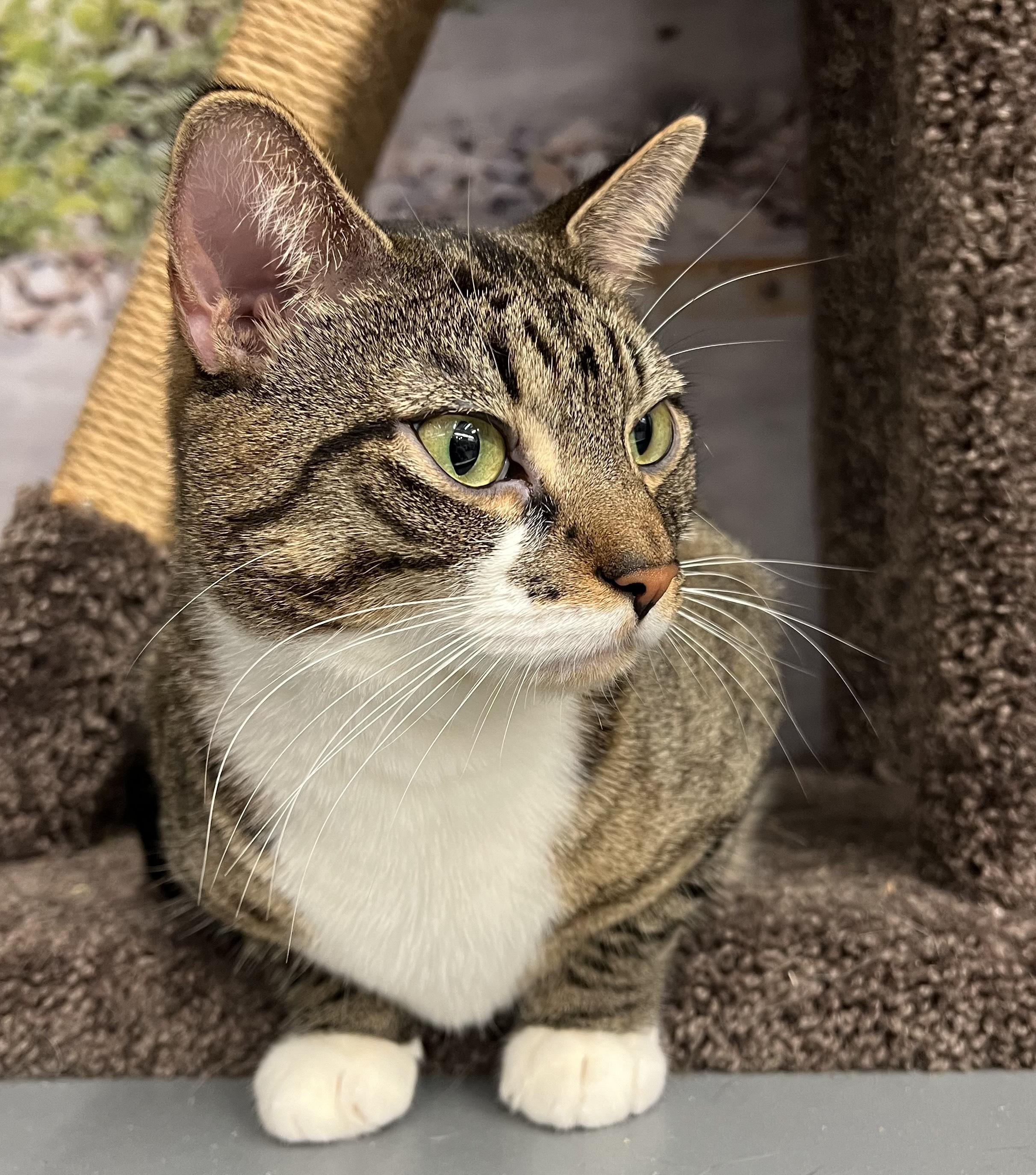 Lillian/Shirley, a Adoptable Domestic Short Hair in New York, NY image 6/6