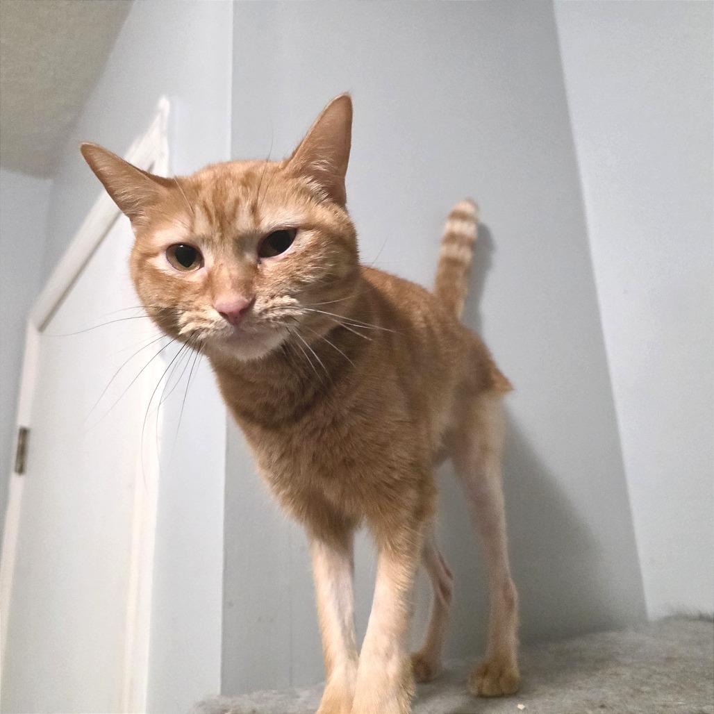 Popcorn, Adoptable, Adult Female Domestic Short Hair.