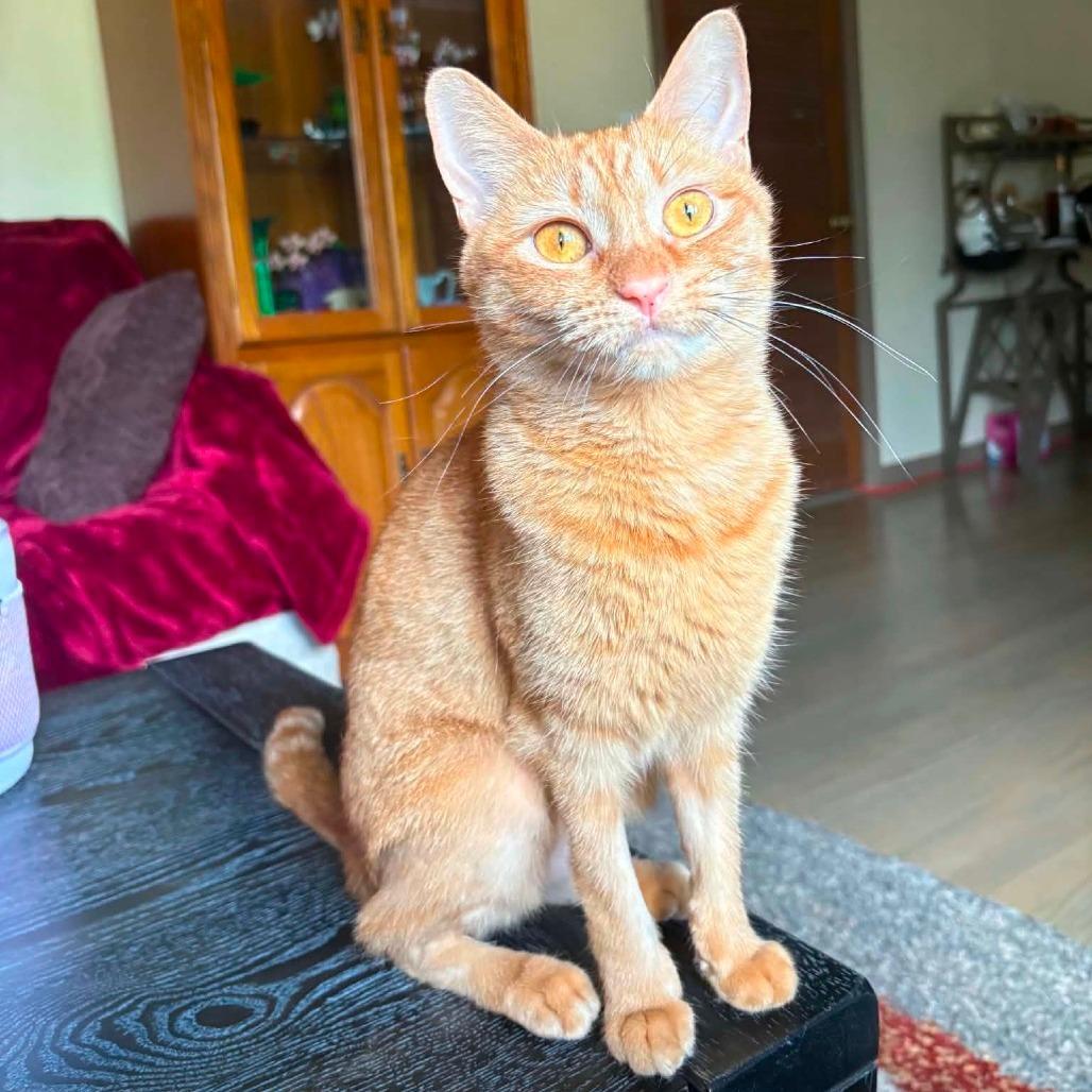 Enlarge Popcorn, a Adoptable Domestic Short Hair in Huntsville, AL image 2/4