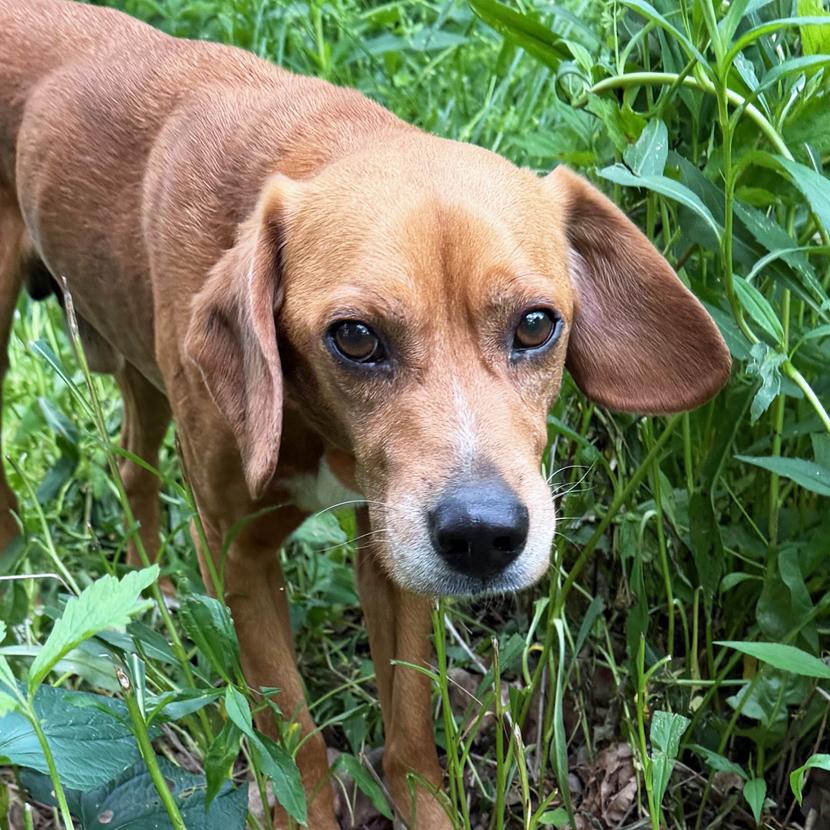 Enlarge Richard Corey, an adopted mixed breed in London, OH image 5/6