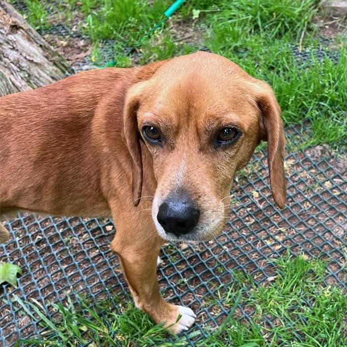 Enlarge Richard Corey, an adopted mixed breed in London, OH image 2/6