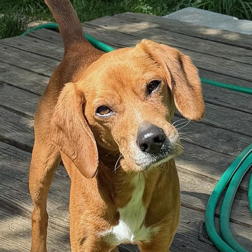 Enlarge Richard Corey, an adopted mixed breed in London, OH image 6/6