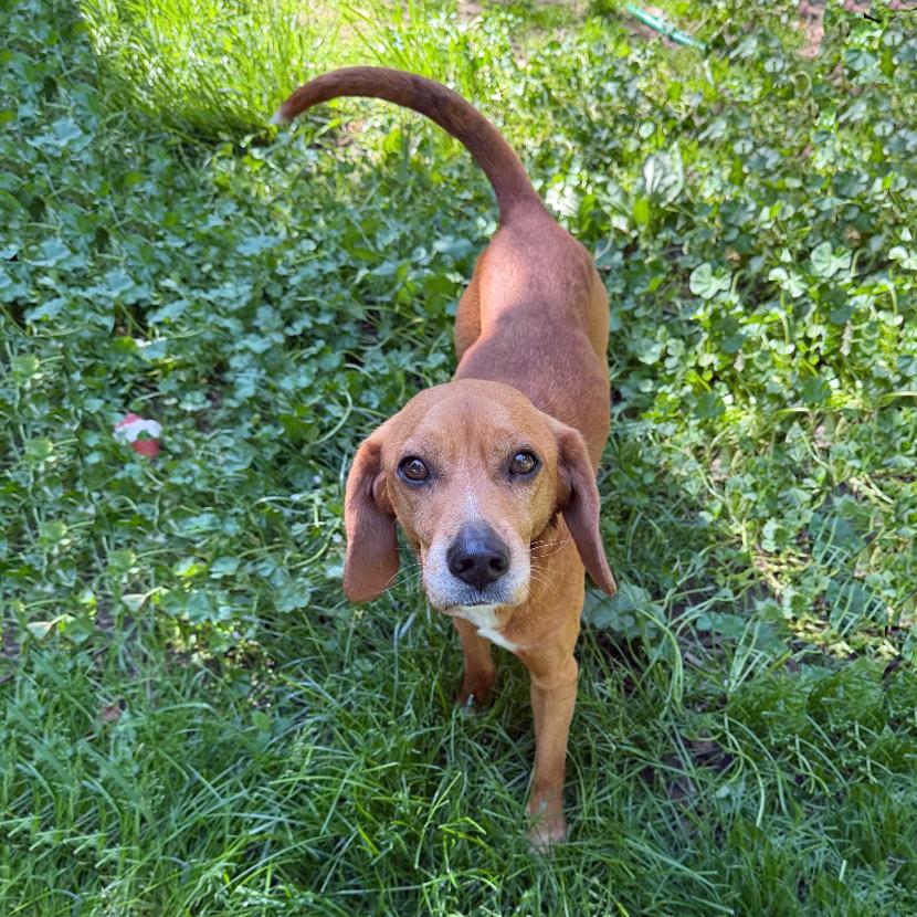 Enlarge Richard Corey, an adopted mixed breed in London, OH image 1/6