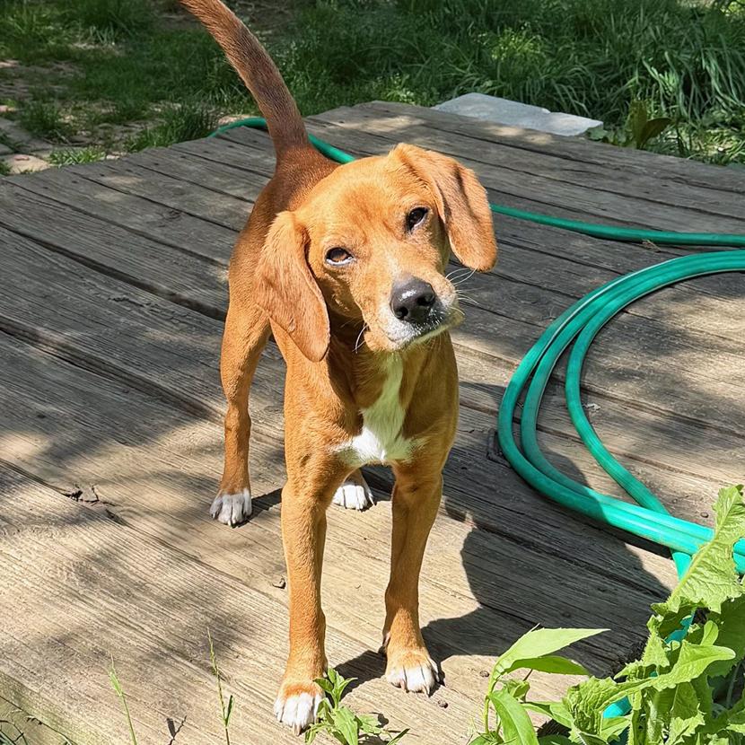 Enlarge Richard Corey, an adopted mixed breed in London, OH image 3/6