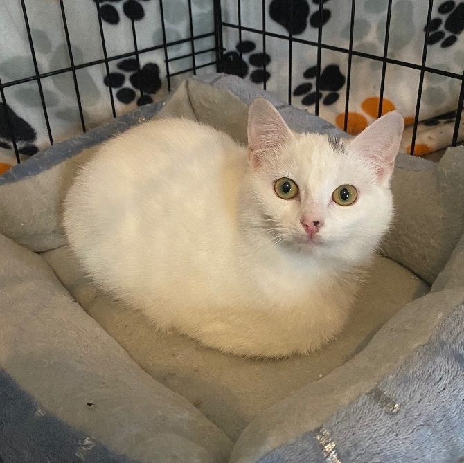 Bella, a Adoptable Domestic Short Hair in Plainville, CT image 4/5