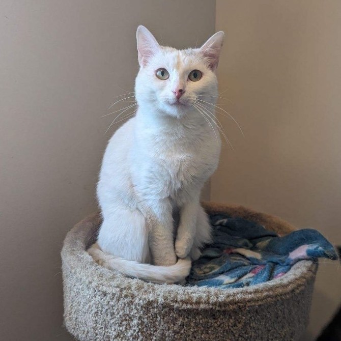 Bella, a Adoptable Domestic Short Hair in Plainville, CT image 5/5