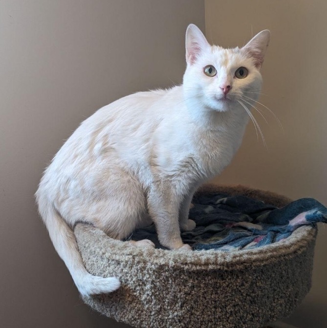 Bella, a Adoptable Domestic Short Hair in Plainville, CT image 2/5