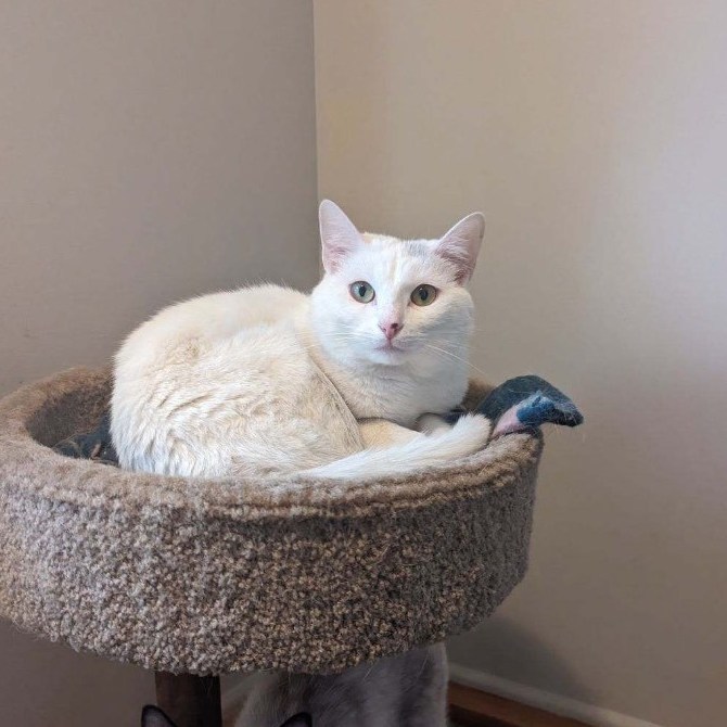 Bella, a Adoptable Domestic Short Hair in Plainville, CT image 3/5