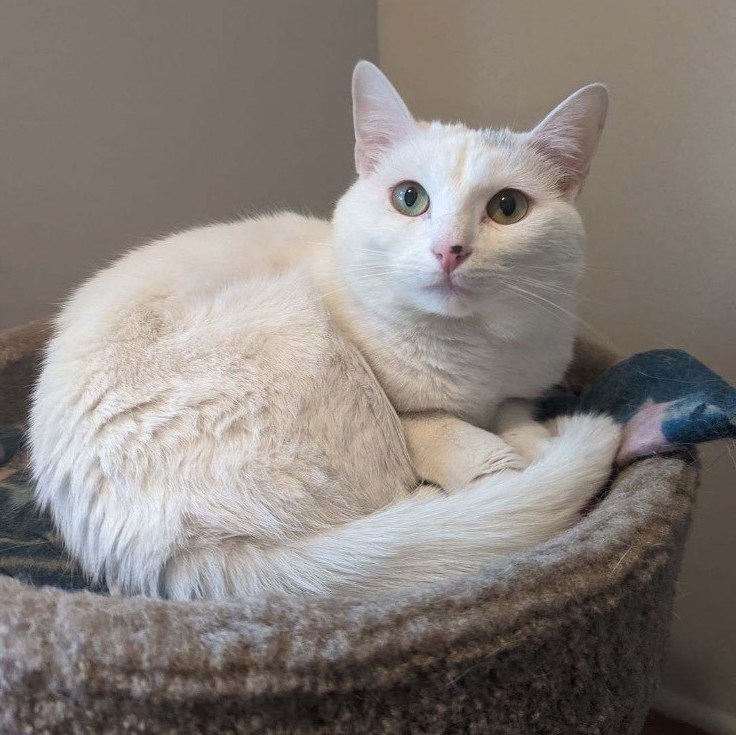 Bella, Adoptable, Young Female Domestic Short Hair.