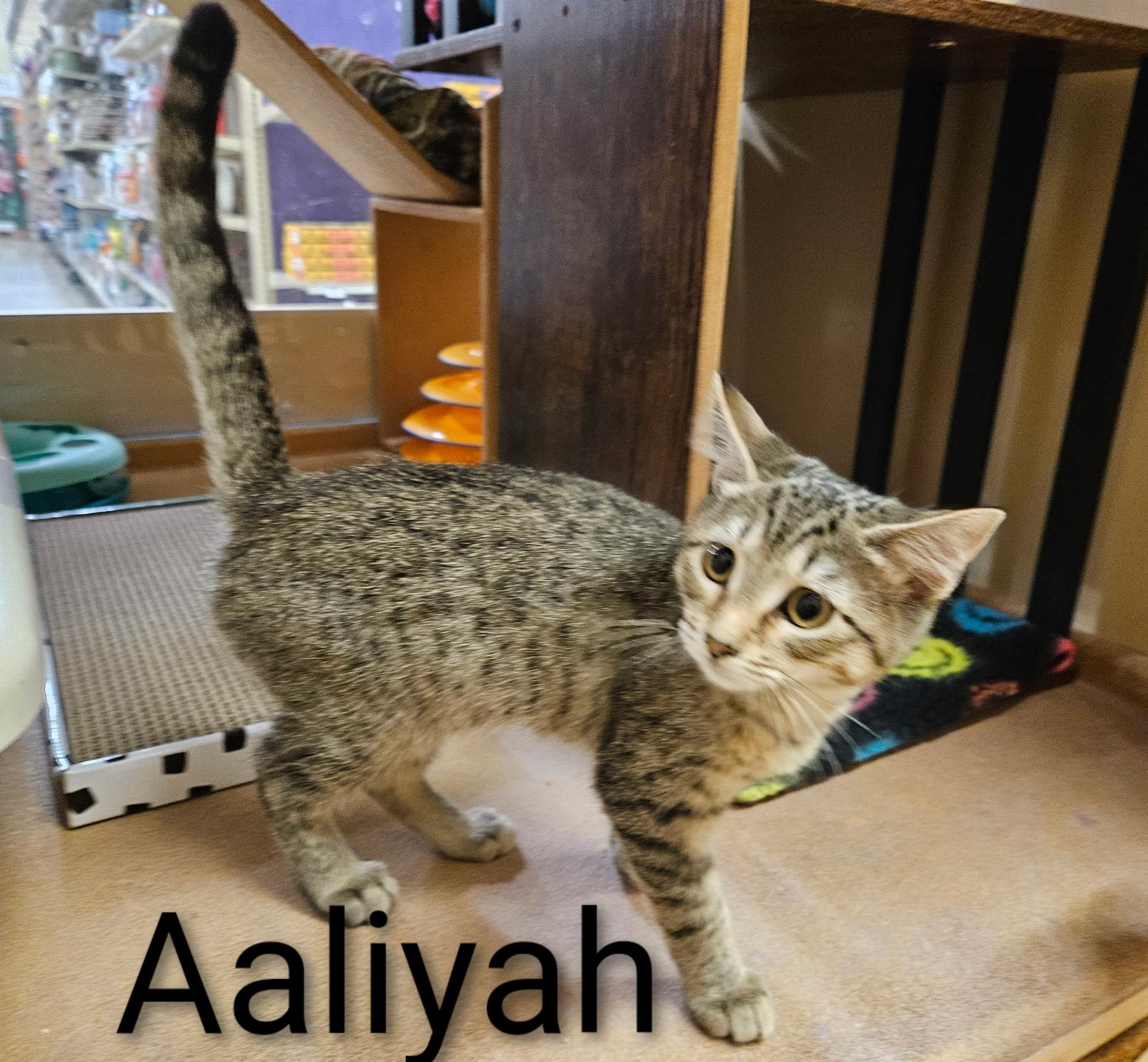 Aaliyah - North Conroe Petsmart