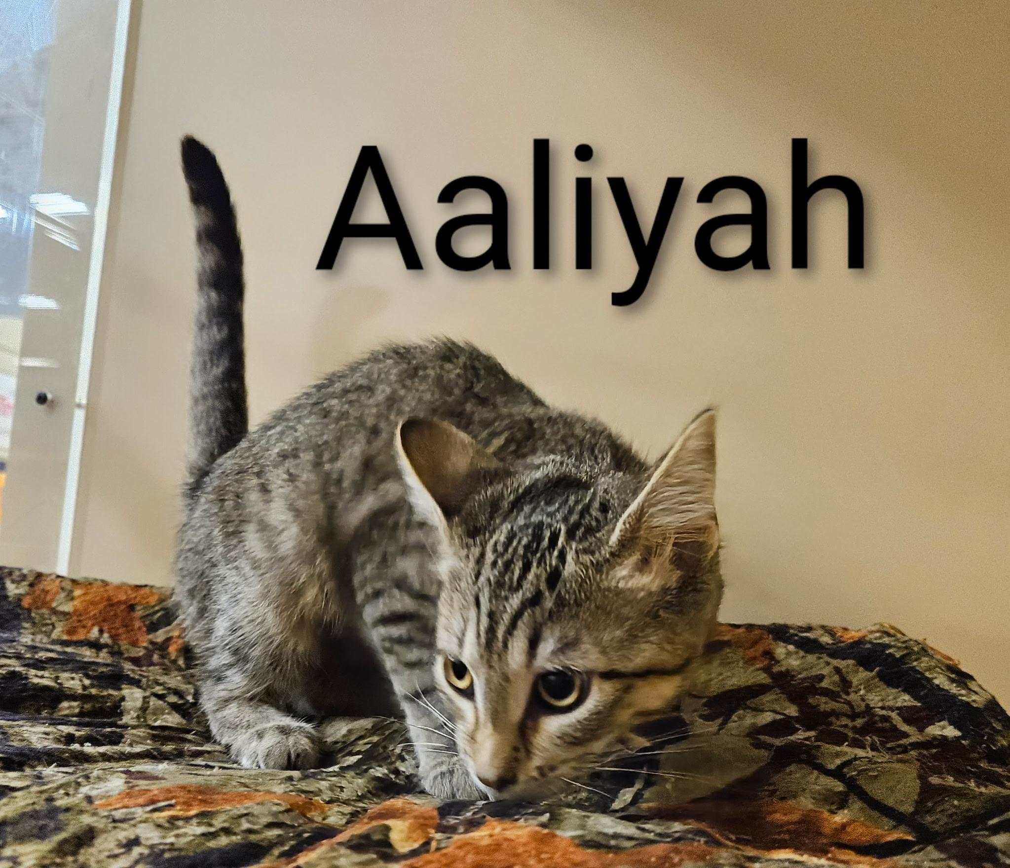 Aaliyah - North Conroe Petsmart
