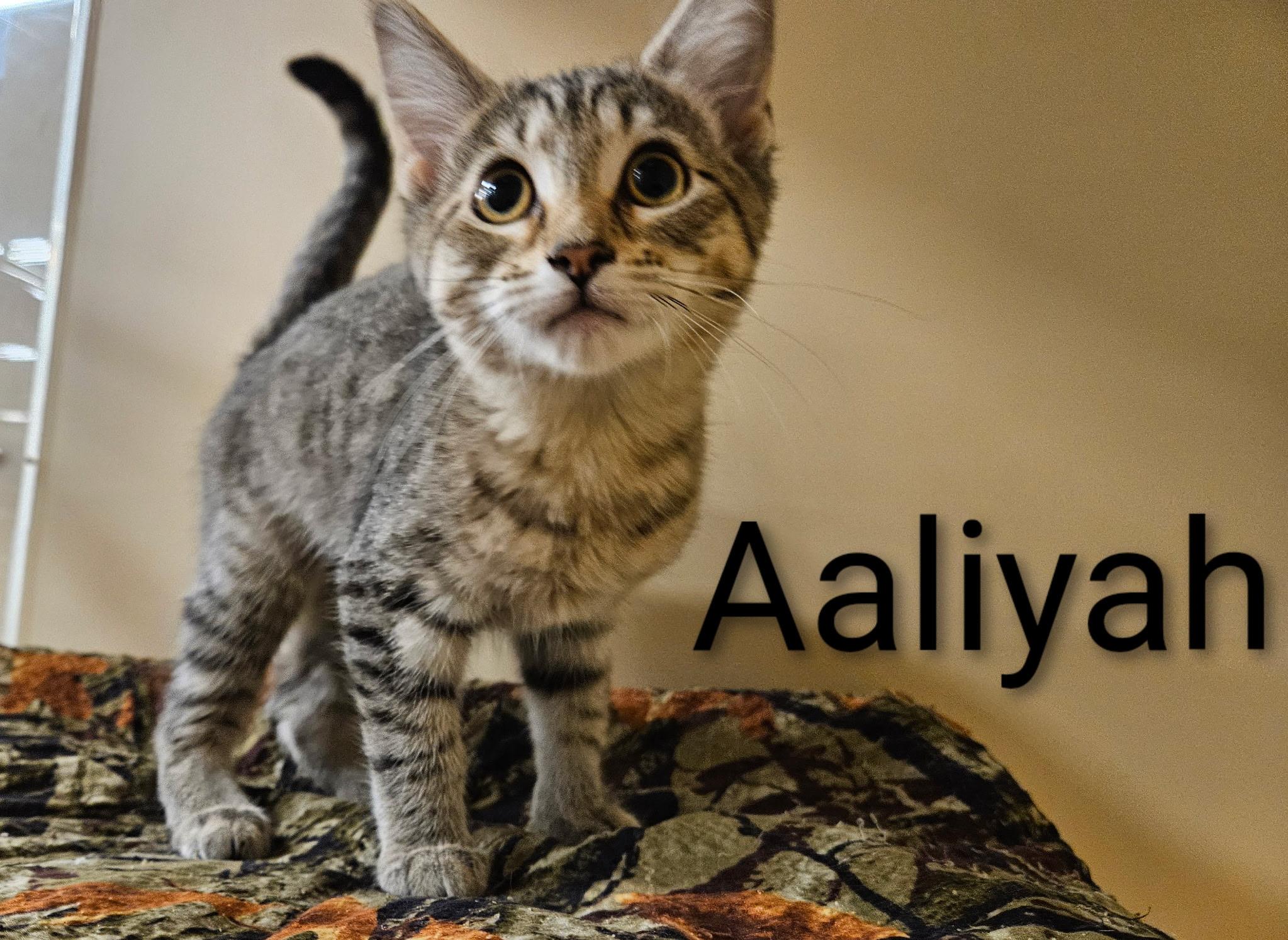 Aaliyah - North Conroe Petsmart