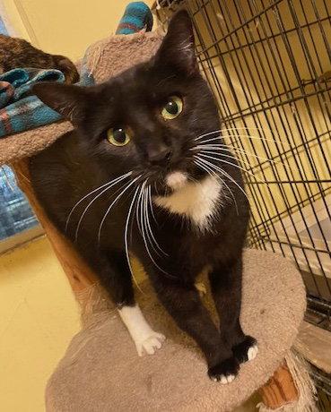 Enlarge Cassie, a Adoptable Domestic Short Hair in Escondido, CA image 1/1