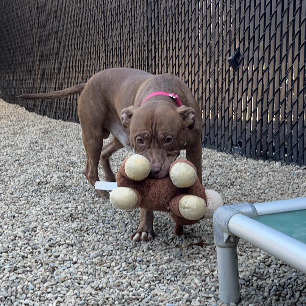 Boy Boy, a Adoptable Mixed Breed in Pittsburgh, PA image 1/6